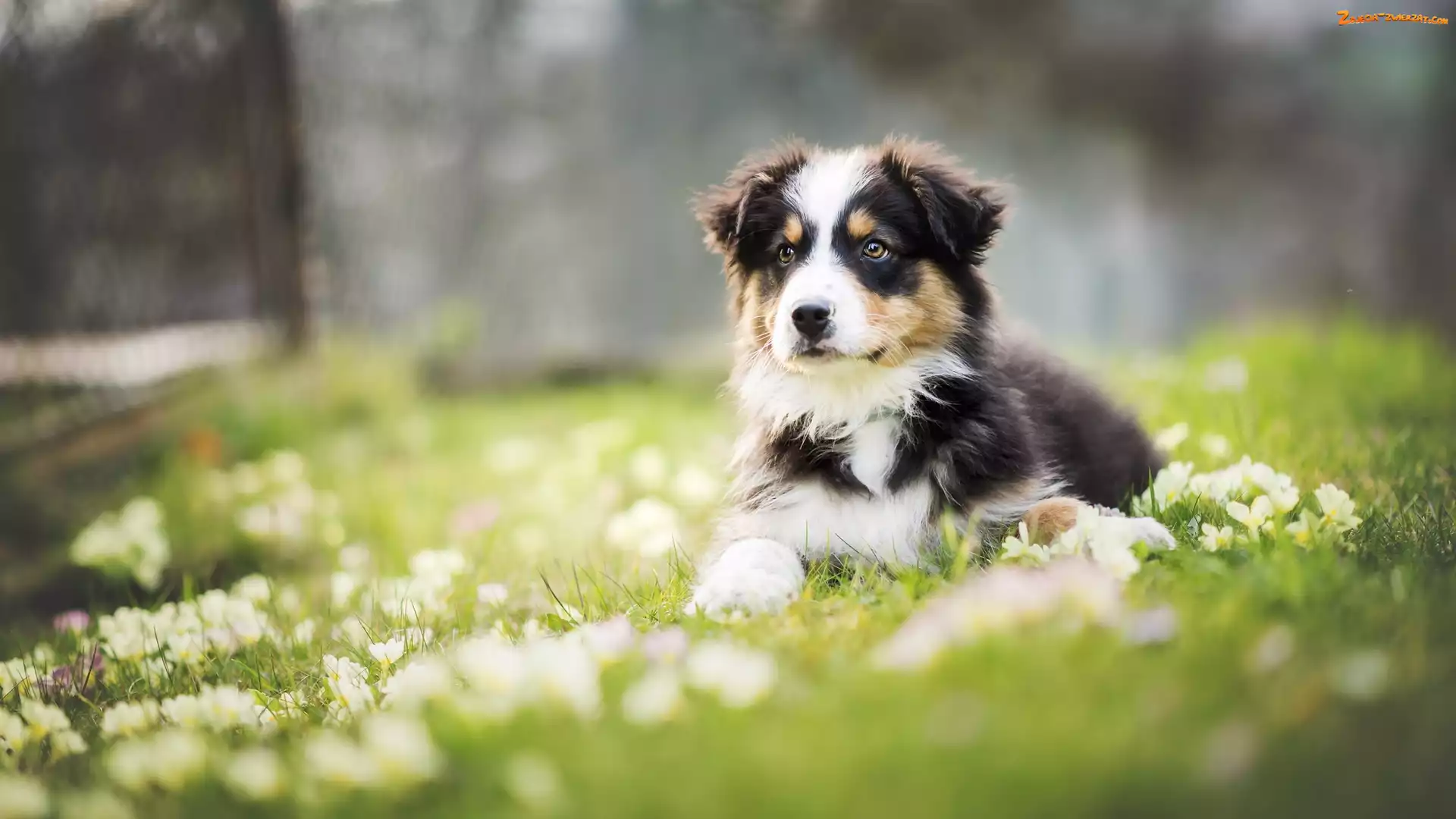 Łąka, Szczeniak, Owczarek australijski-australian shepherd