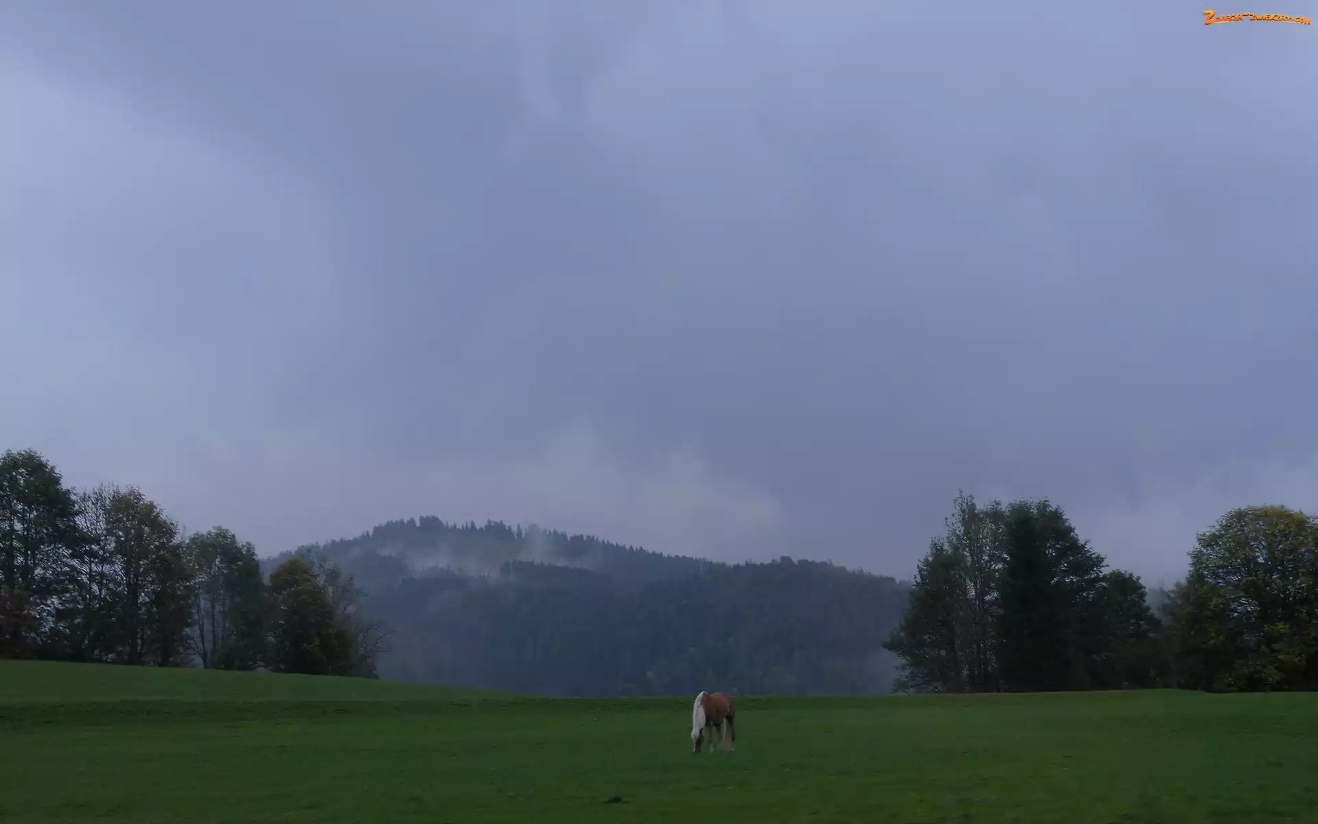 Austria, Łąka, Koń