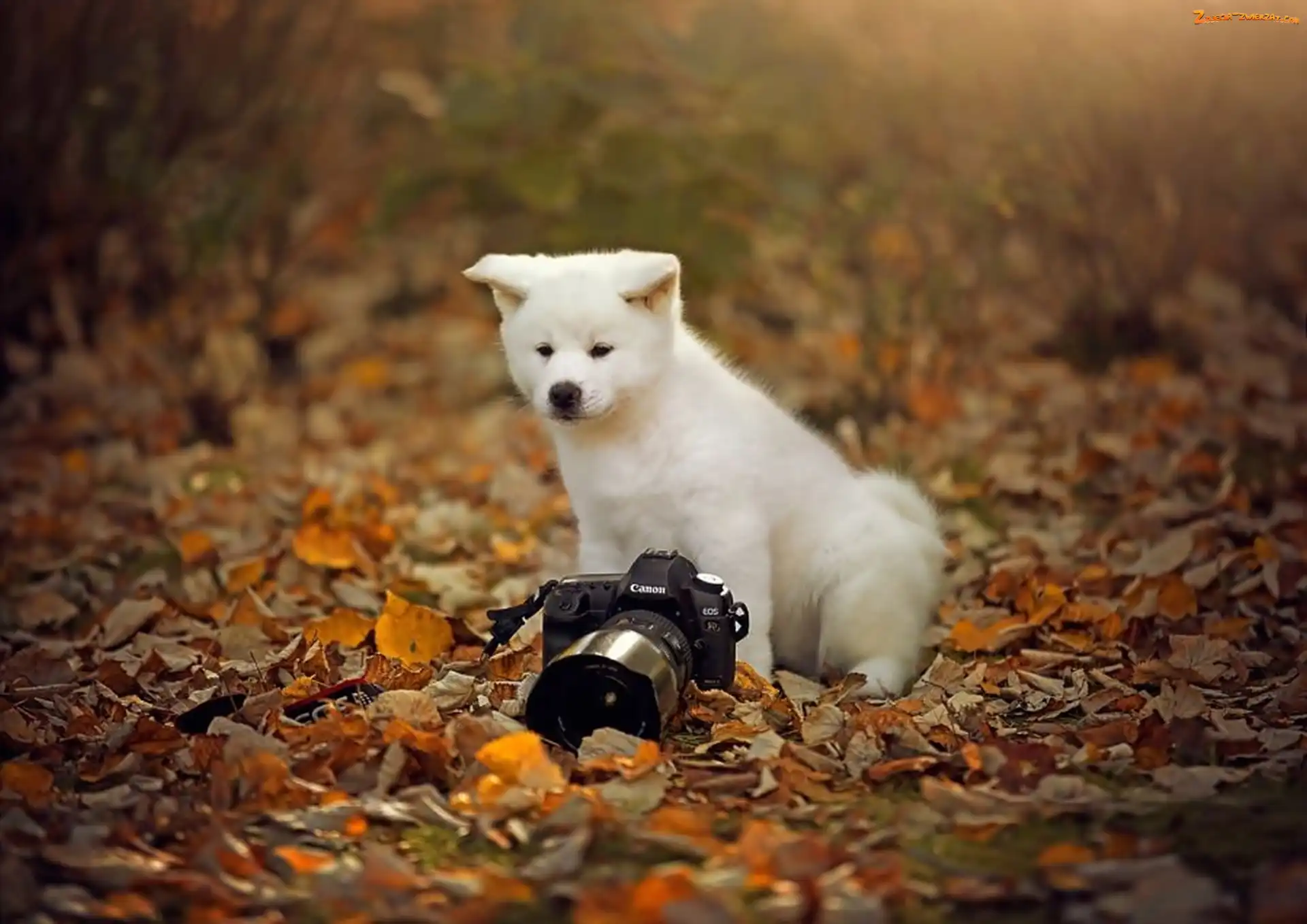 Jesień, Łąka, Mały, Aparat, Fotograficzny, Szczeniaczek, Liście