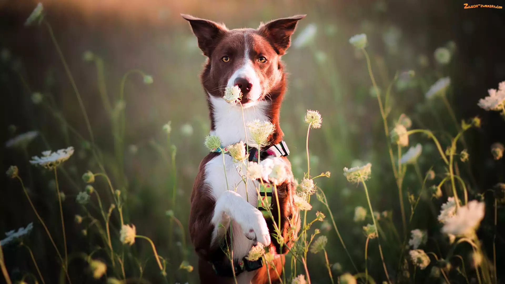 Kwiaty, Łąka, Brązowo-biały, Pies, Border collie