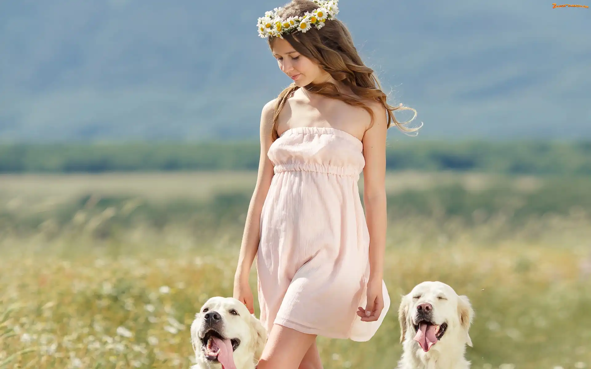 Łąka, Dziewczyna, Golden Retriever, Psy, Wianek, Lato
