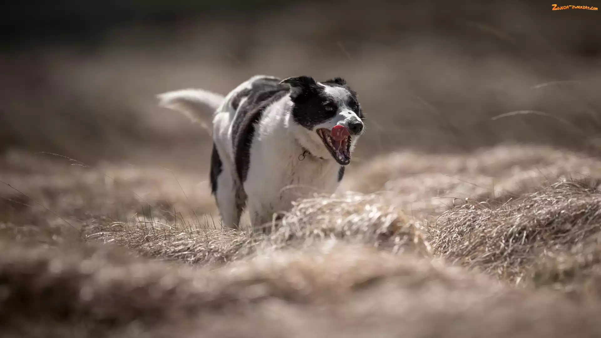 Trawa, Łąka, Czarno-biały, Pies, Border collie