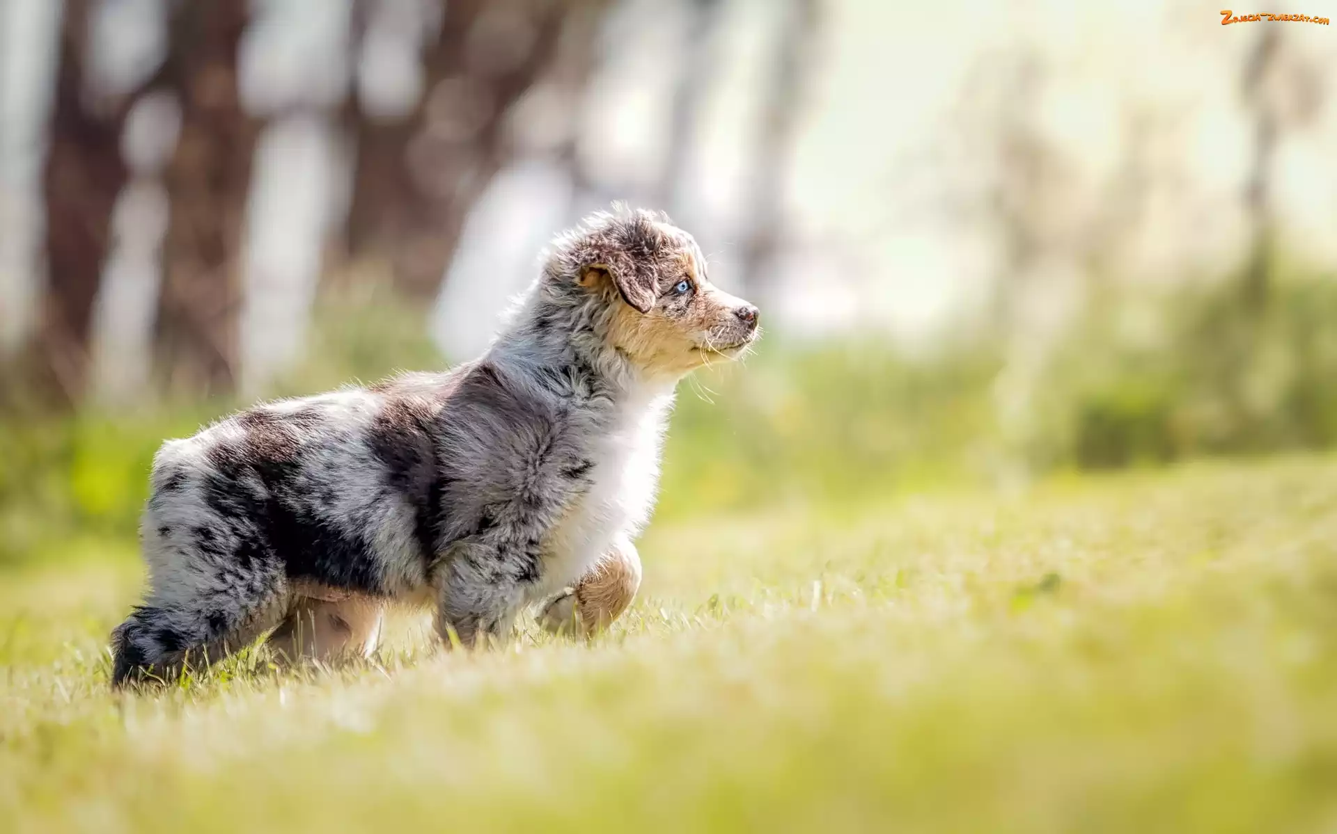 Trawa, Łąka, Australian shepherd, Owczarek australijski, Szczeniak