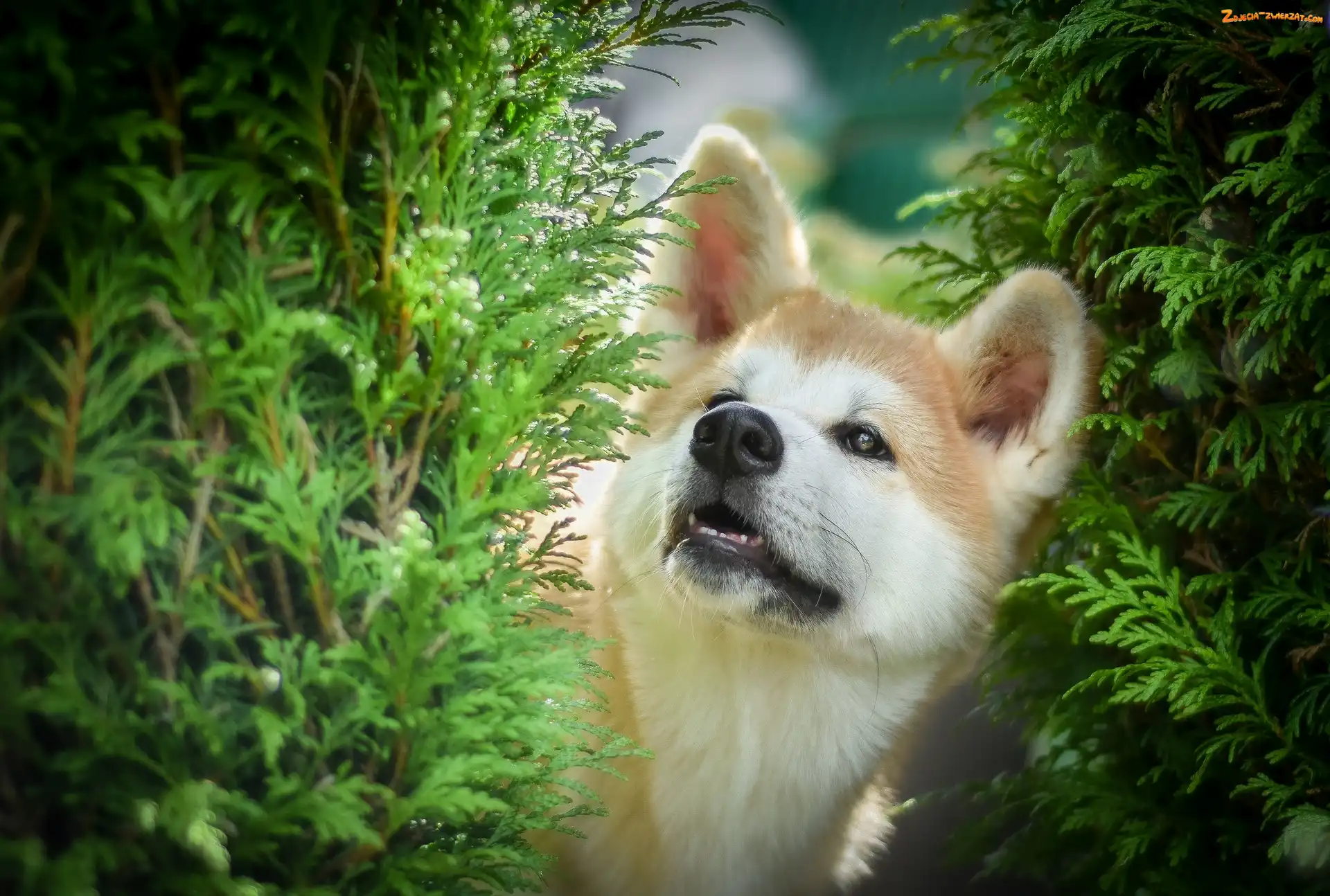 Akita inu, Gałązki, Pies, Zielone