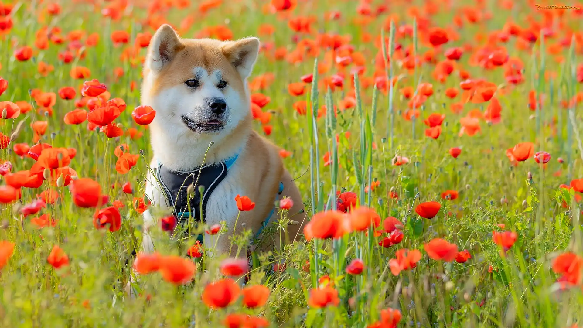 Akita inu, Maki, Pies, Łąka