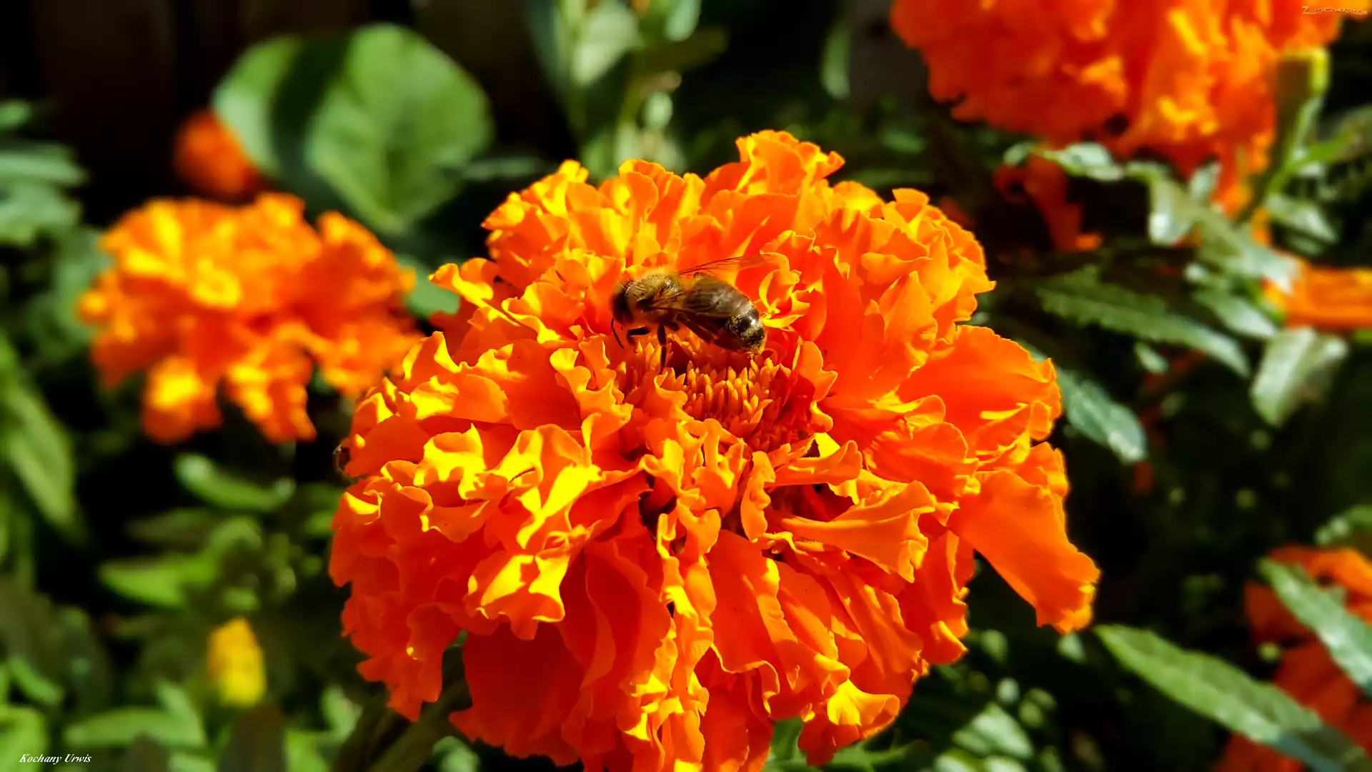 Aksamitki, Pszczoła