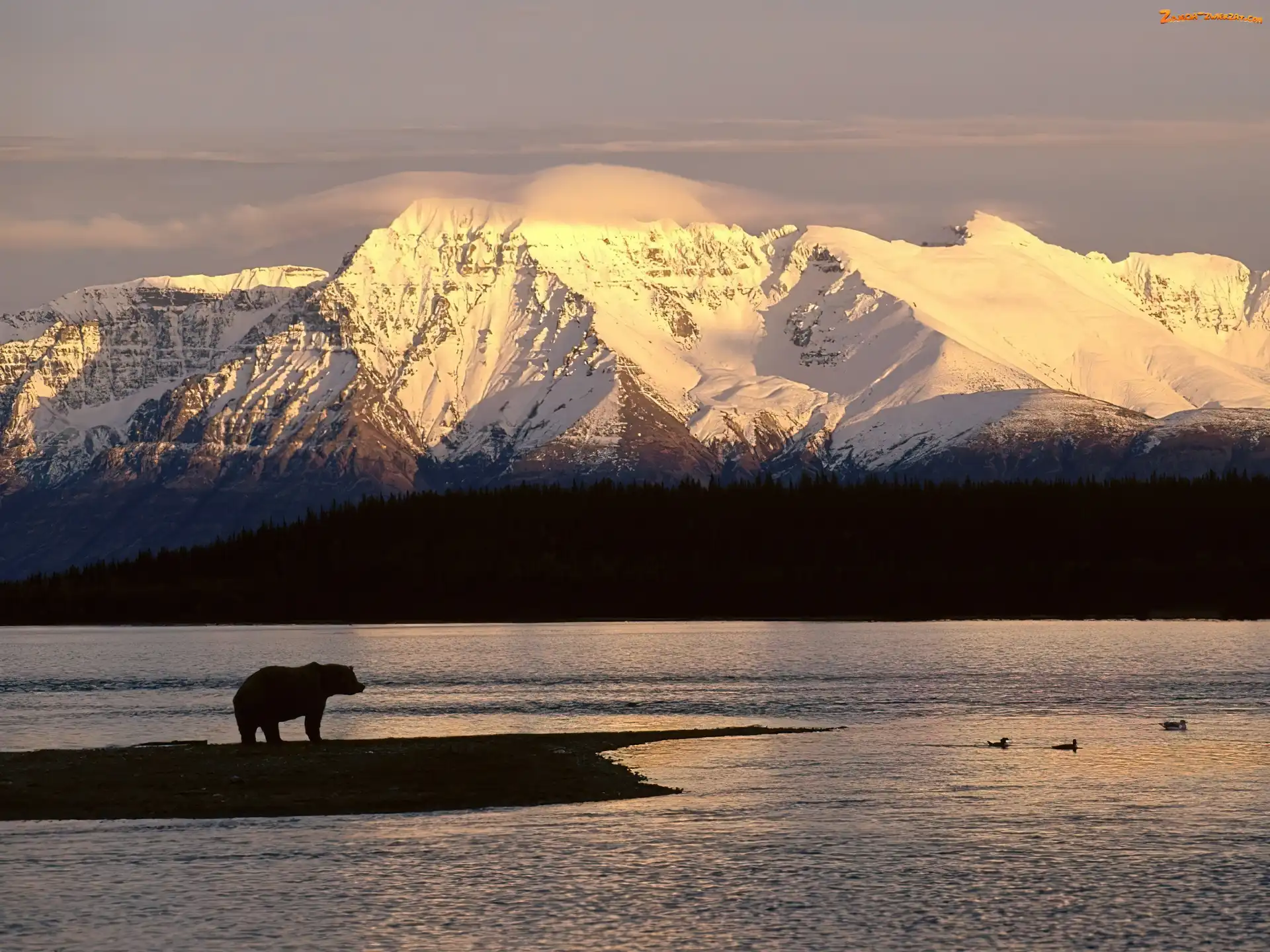 Niedźwiedź, Alaska, Góry