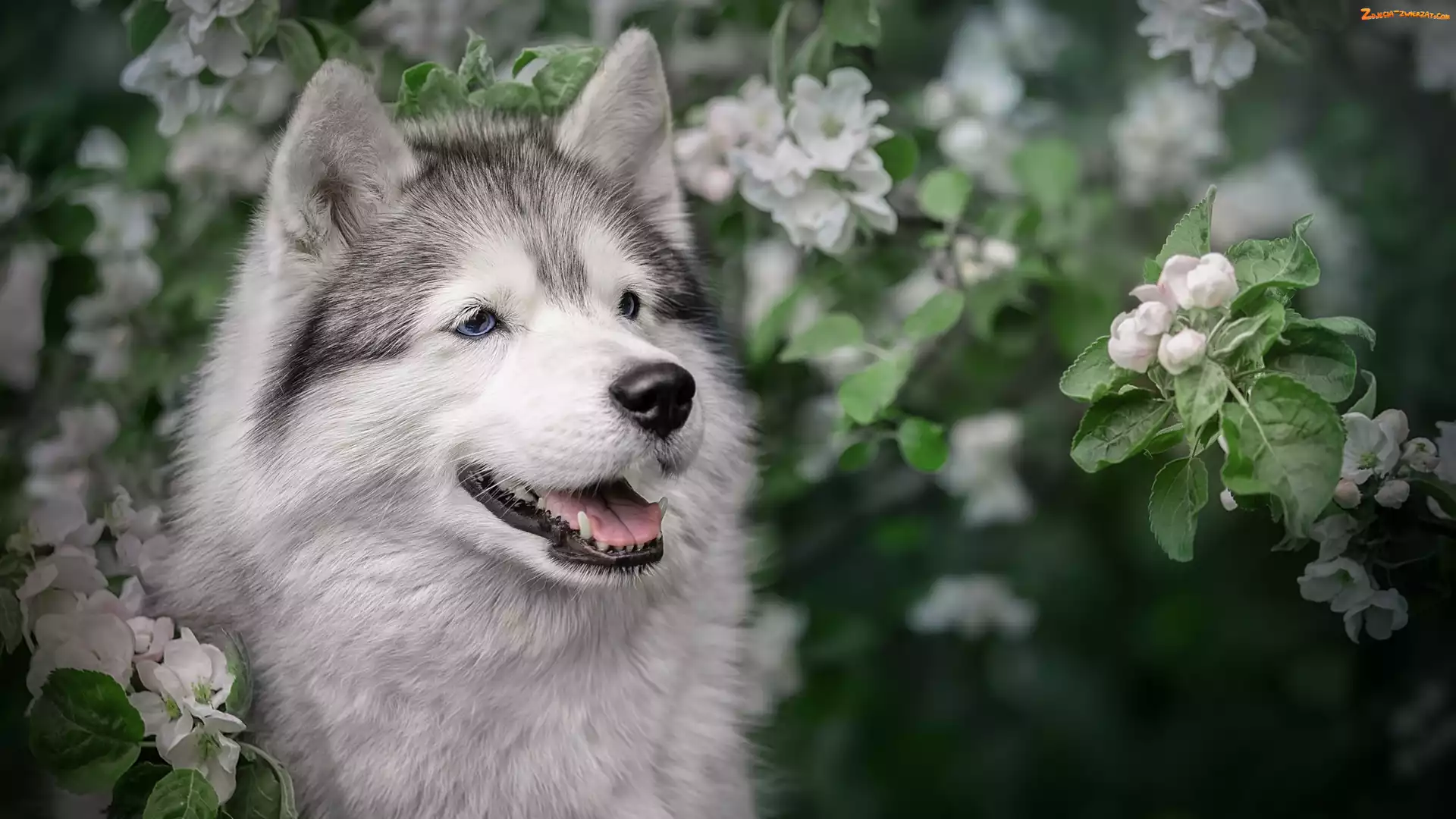 Alaskan malamute, Gałązki, Pies, Okwiecone