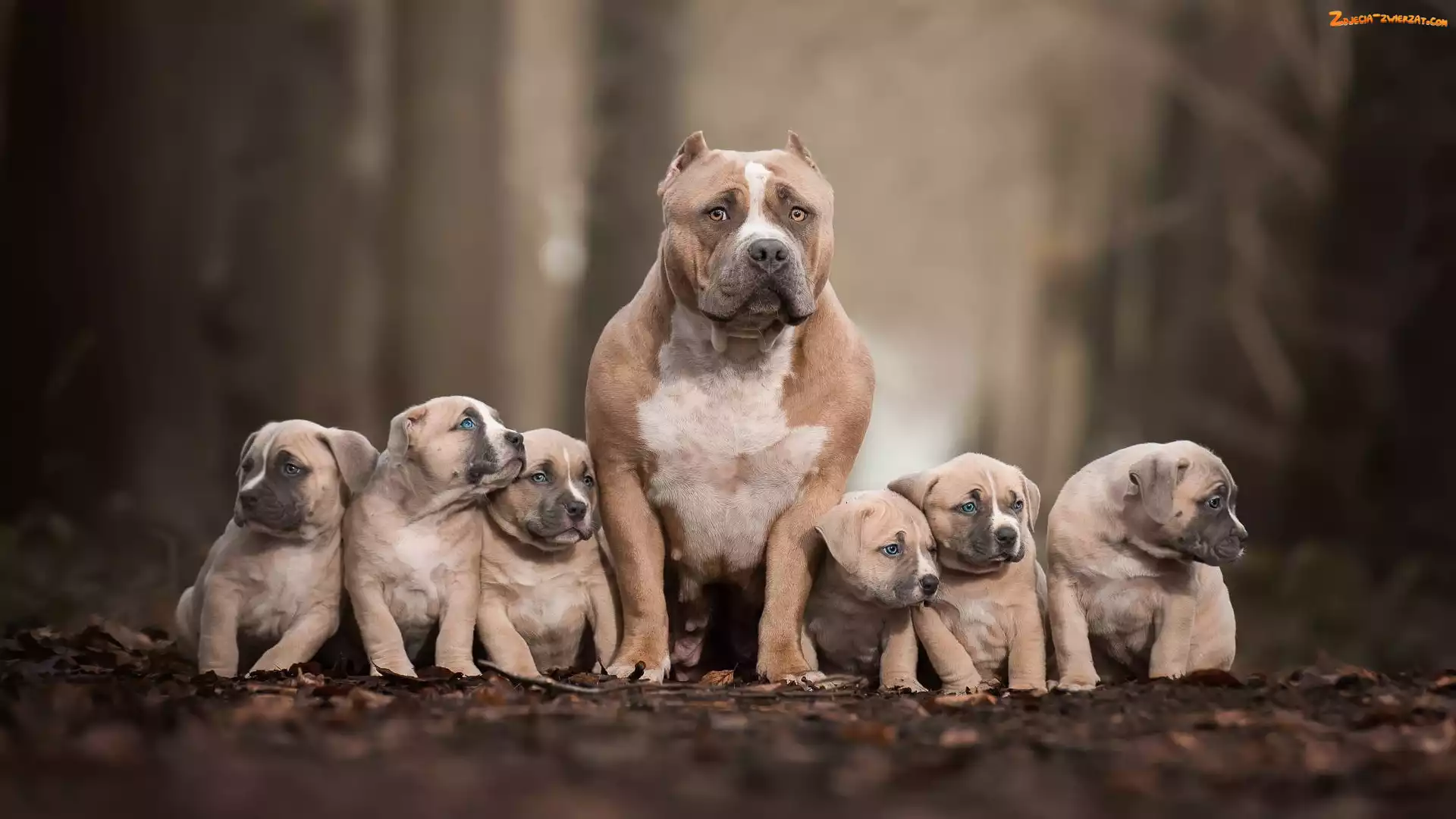 American bully, Pies, Szczeniaki