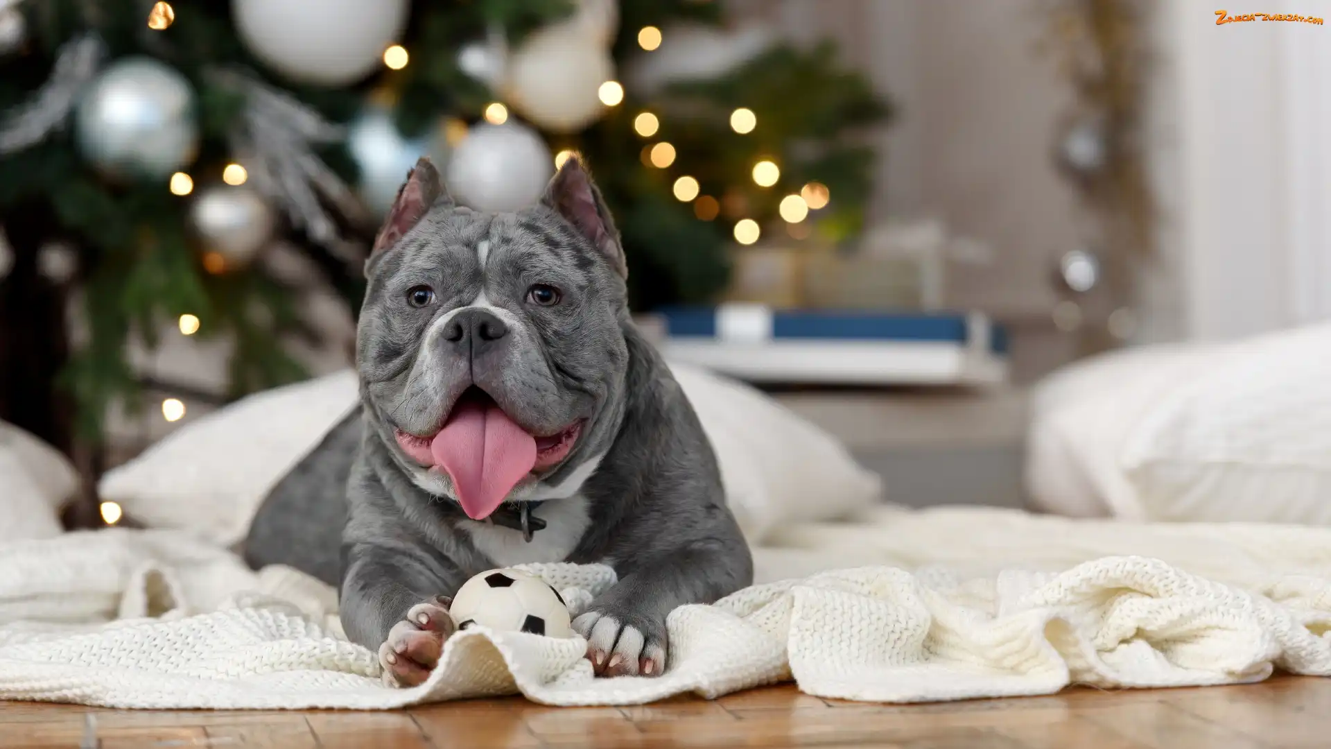 American Bully, Pled, Pies, Jęzor