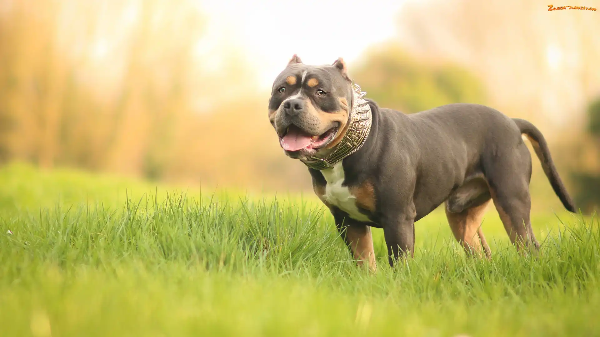 Pies, American Bully