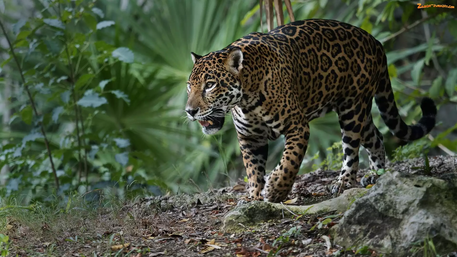 Jaguar amerykański, Rośliny