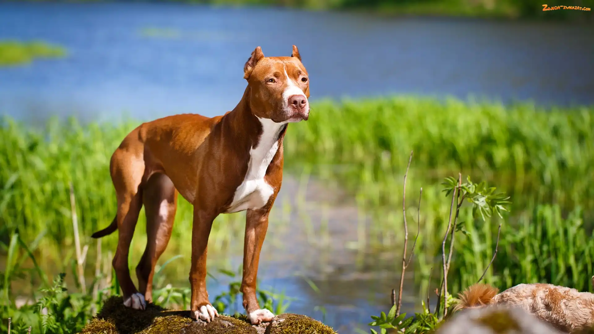 Amerykański pitbull terrier, Rzeka