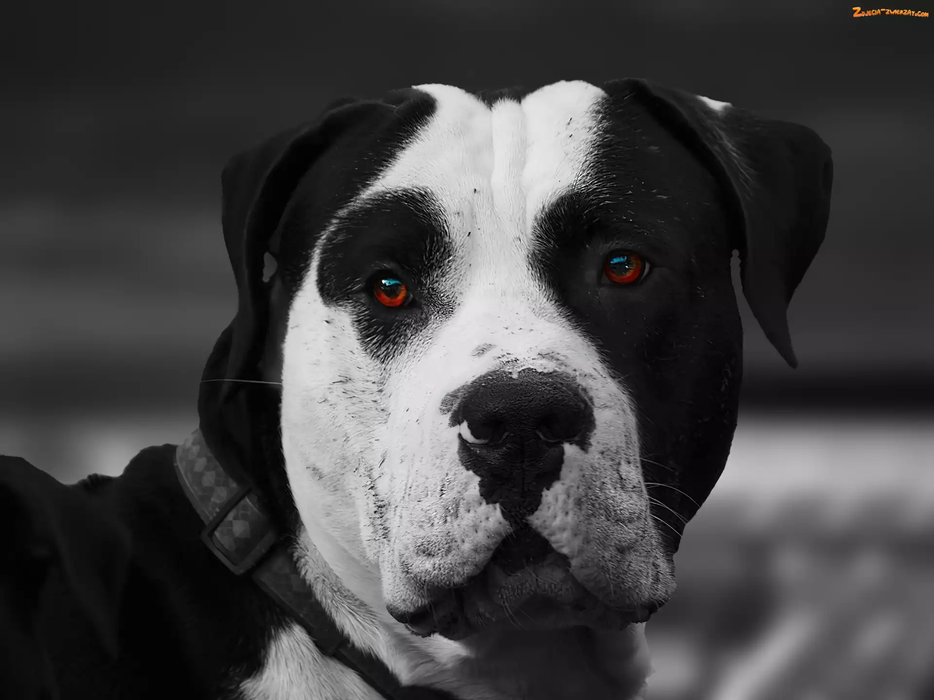 Obroża, Amstaff, Oczy