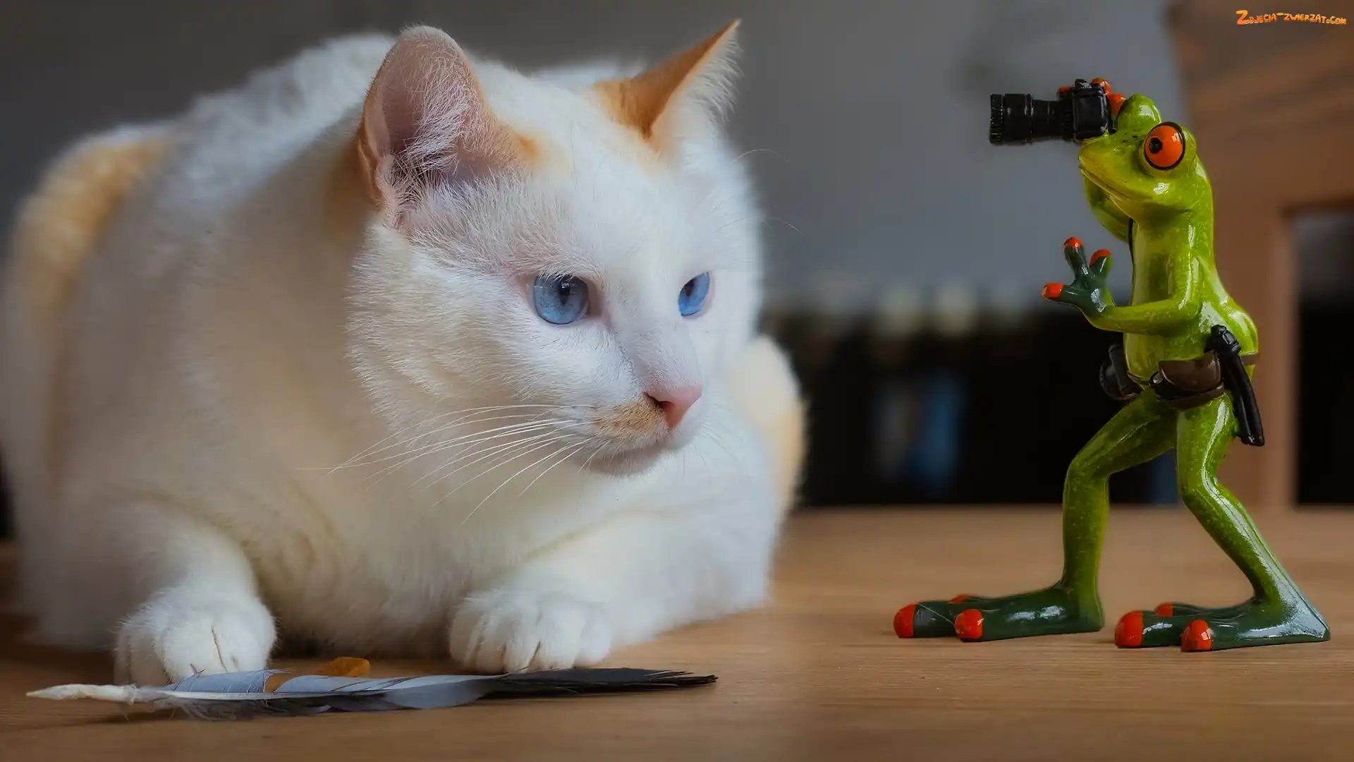 Aparat fotograficzny, Żaba, Piórko, Kot, Figurka