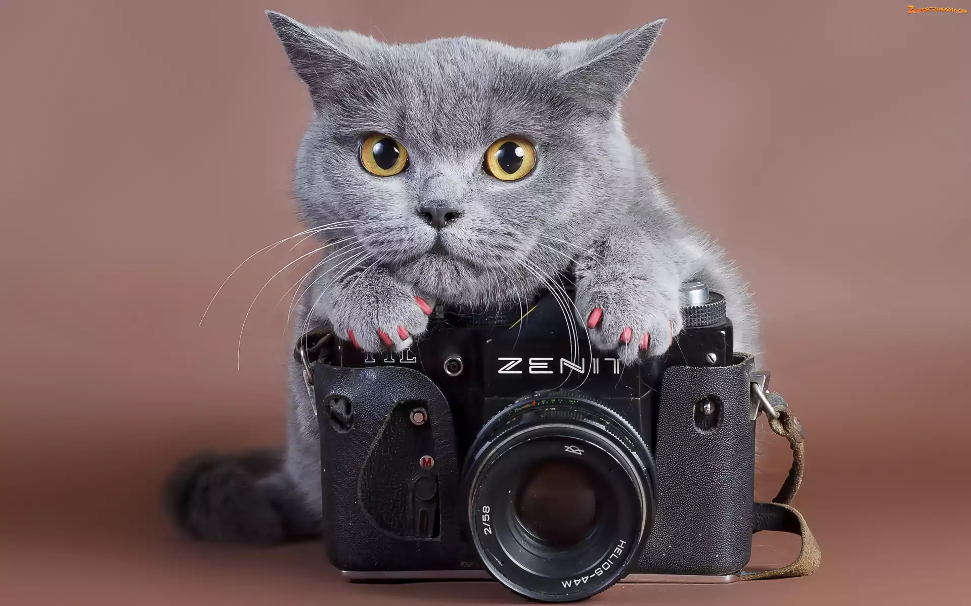 Aparat, Zenit, Kot, Fotograficzny