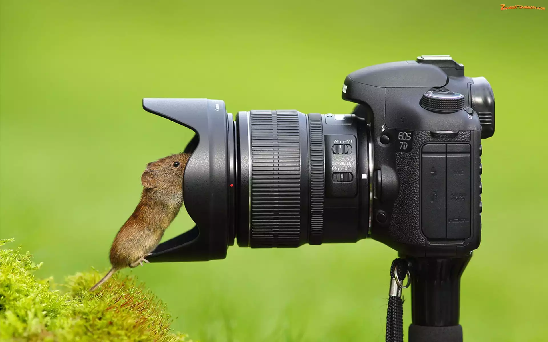 Aparat, Krzew, Myszka, Fotograficzny
