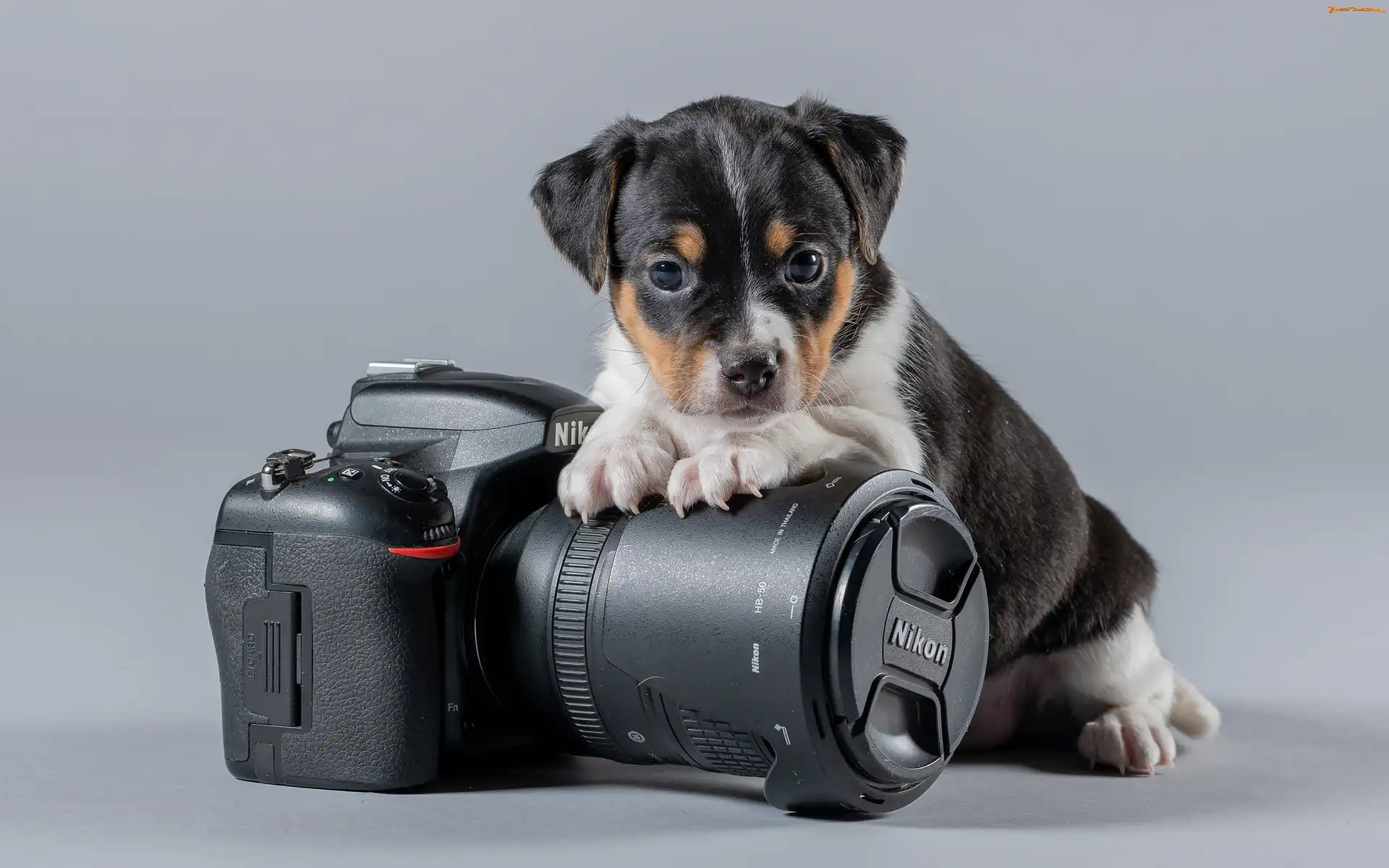 Aparat fotograficzny, Pies, Szczeniak