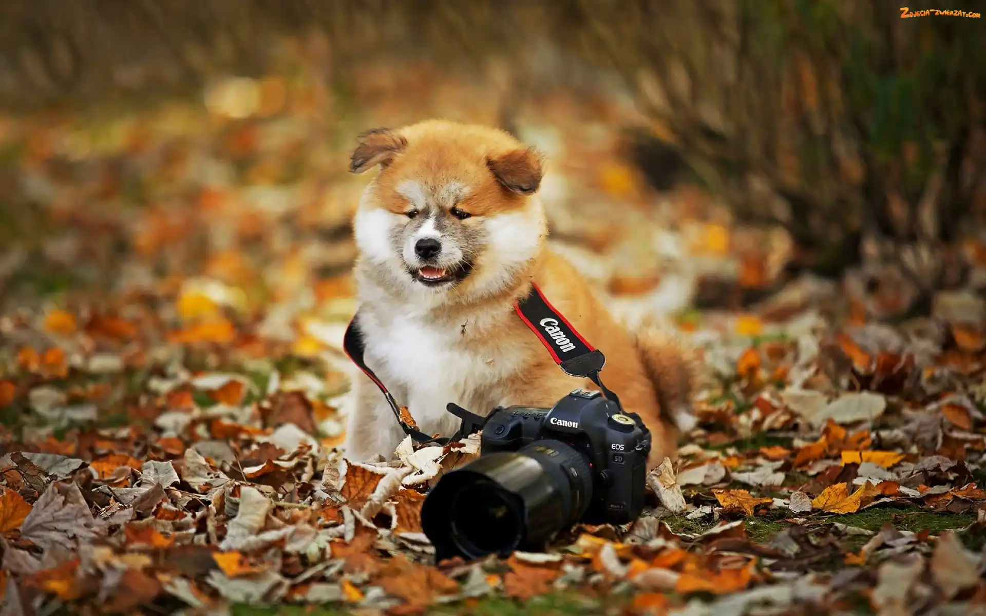 Aparat, Liście, Pies, Fotograficzny