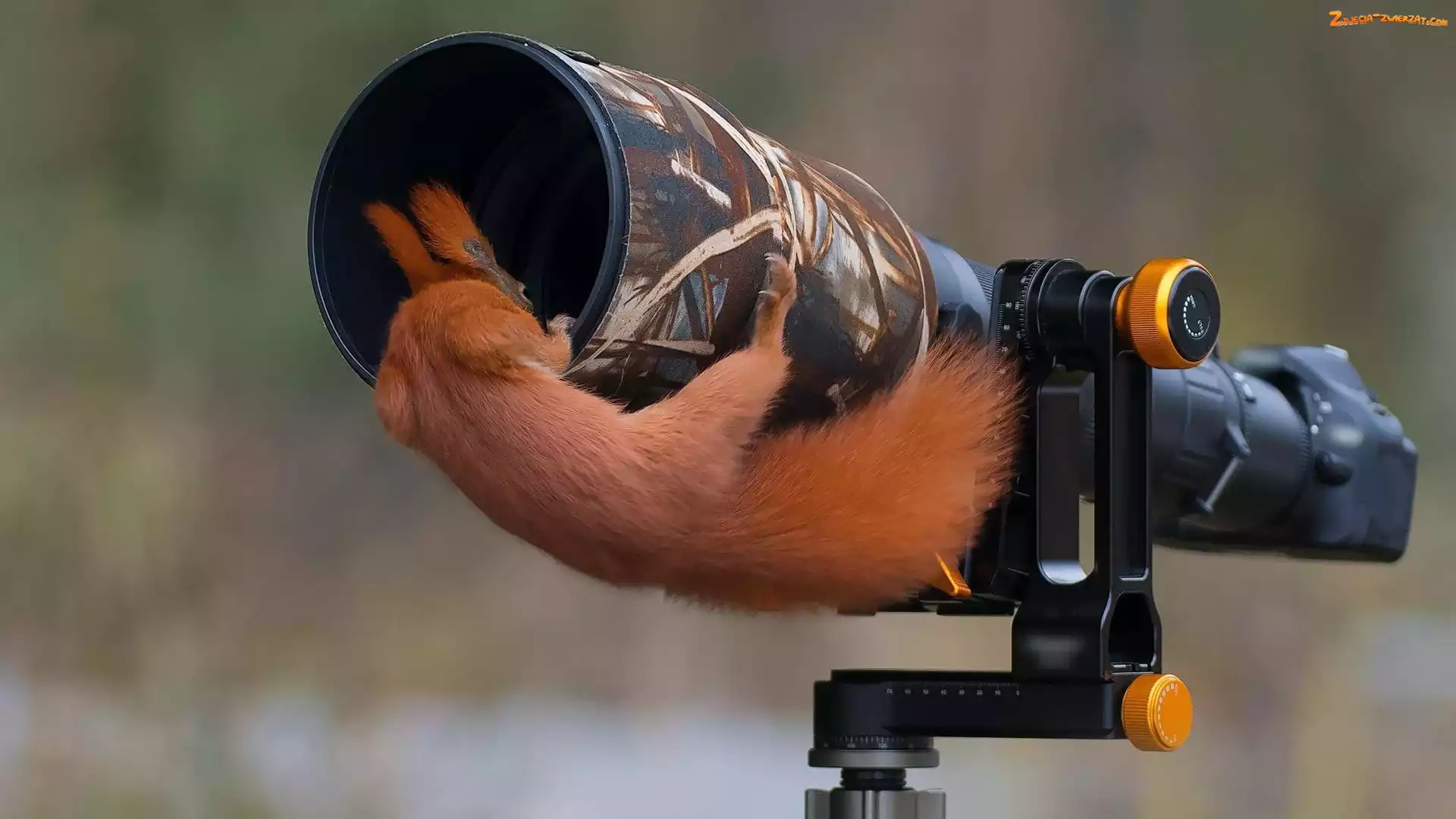 Aparat fotograficzny, Wiewiórka, Obiektyw