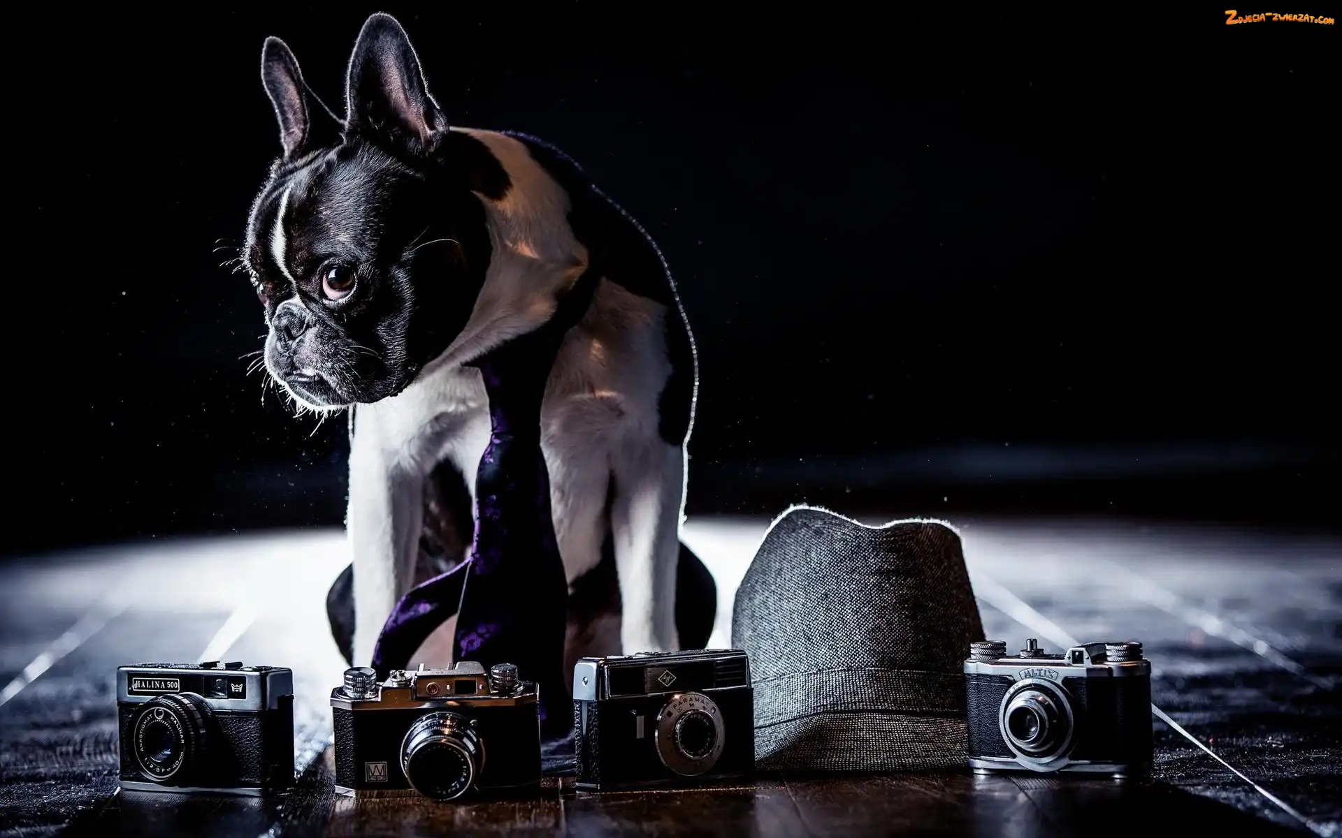Aparaty fotograficzne, Krawat, Buldog francuski, Kapelusz