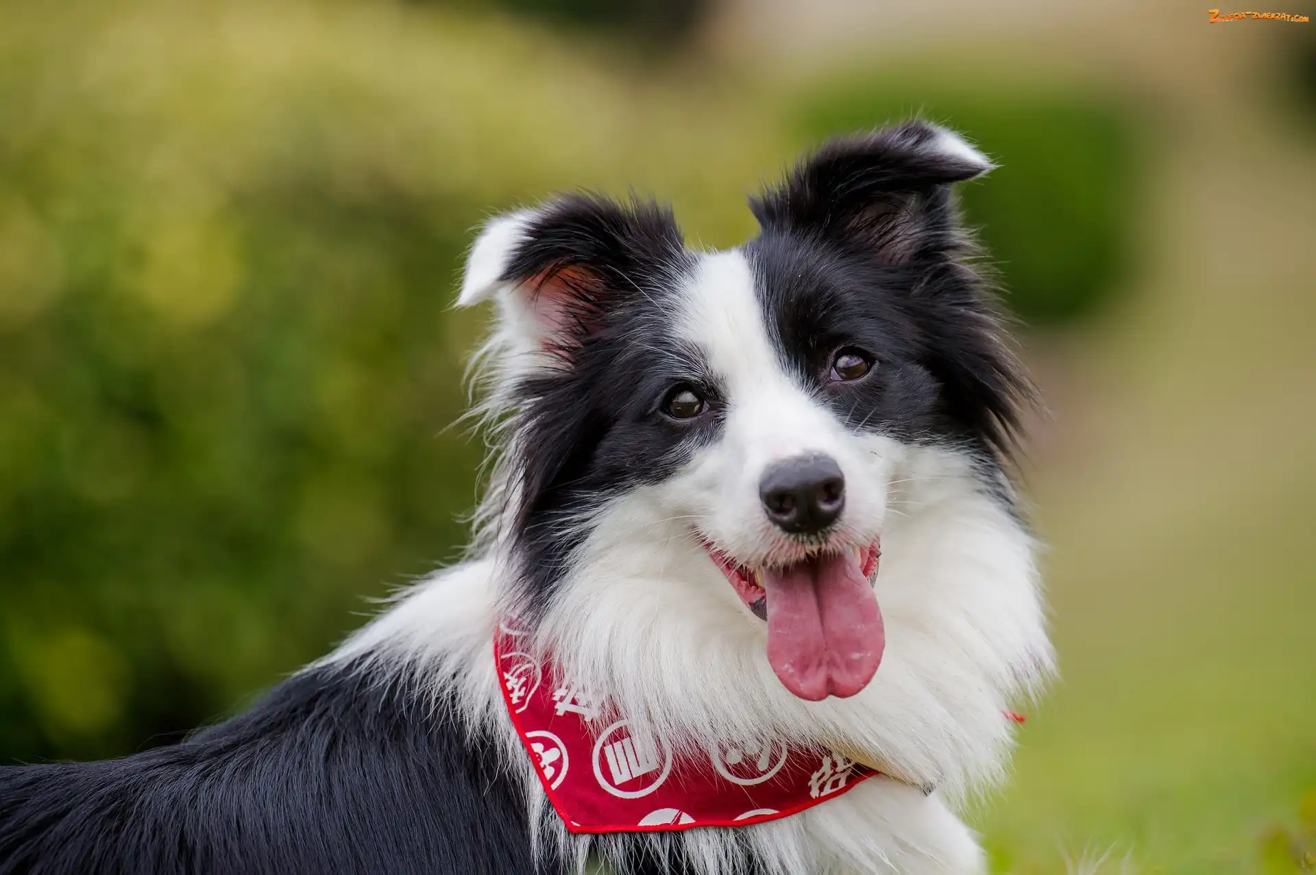 Apaszka, Border collie, Kufa