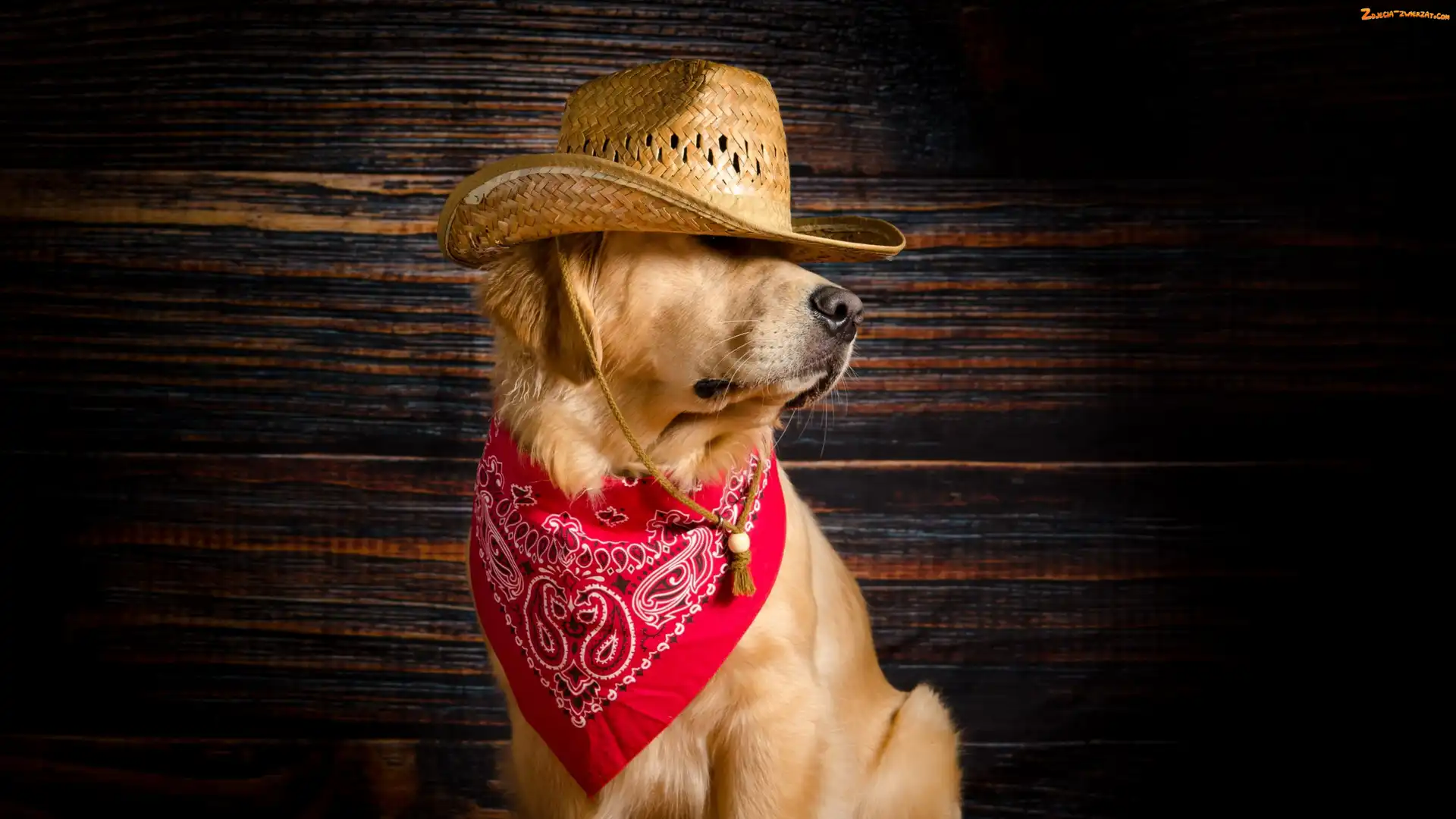 Apaszka, Czerwona, Golden retriver, Pies, Kapelusz