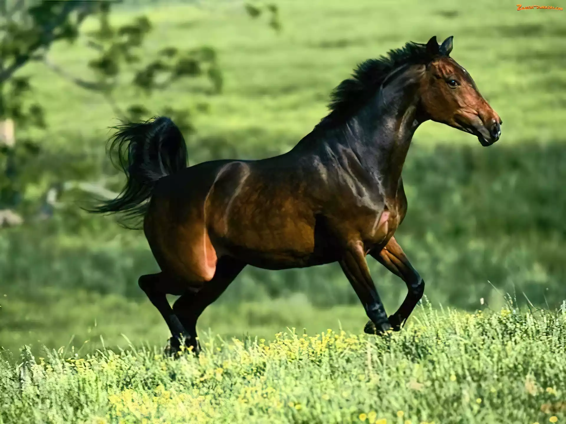arab, galop, Koń, łąka
