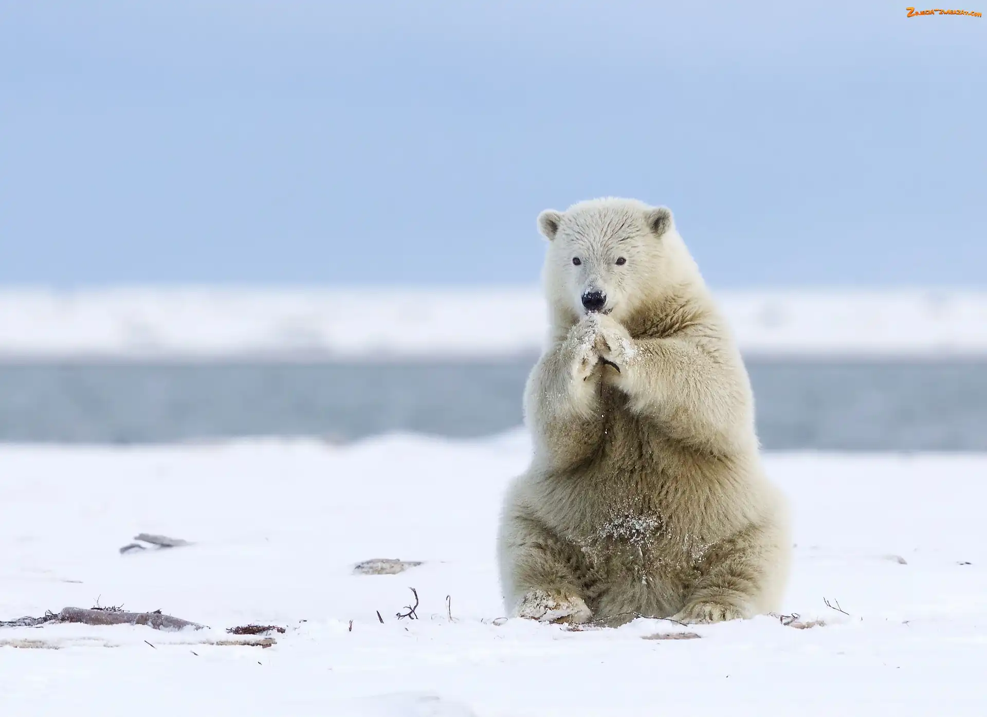 Polarny, Arktyka, Niedźwiedź