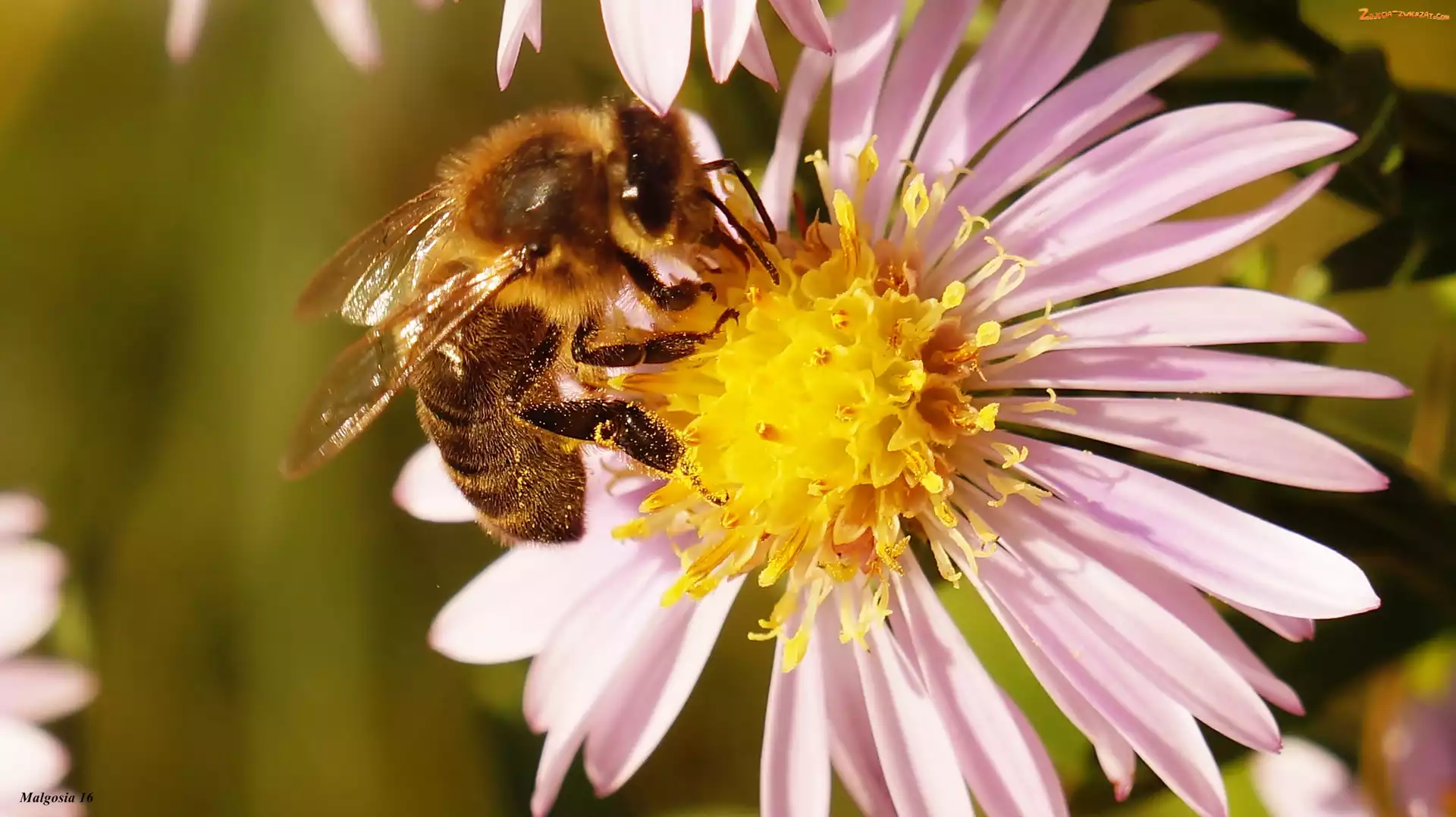 Makro, Aster, Pszczoła