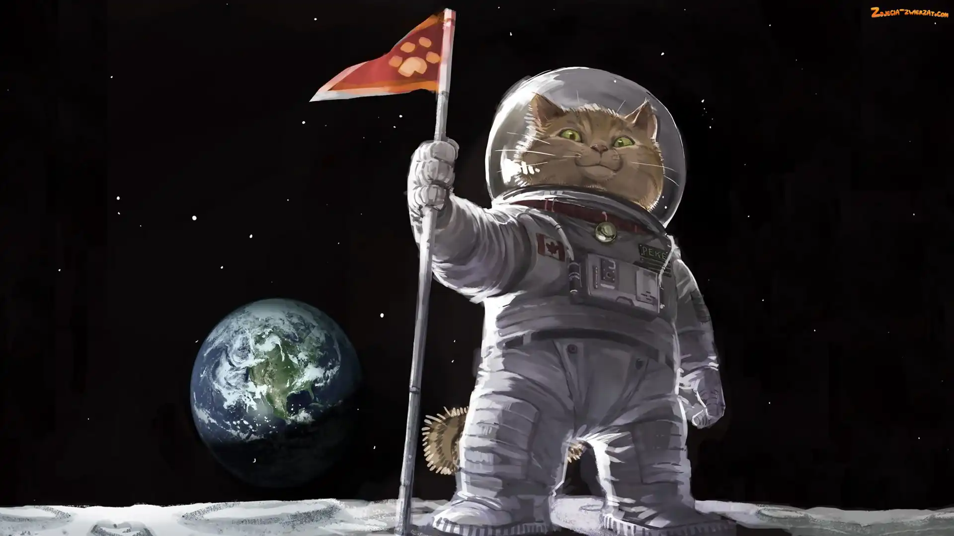 Astronauta, Grafika3D 3, Kot, Śmieszne