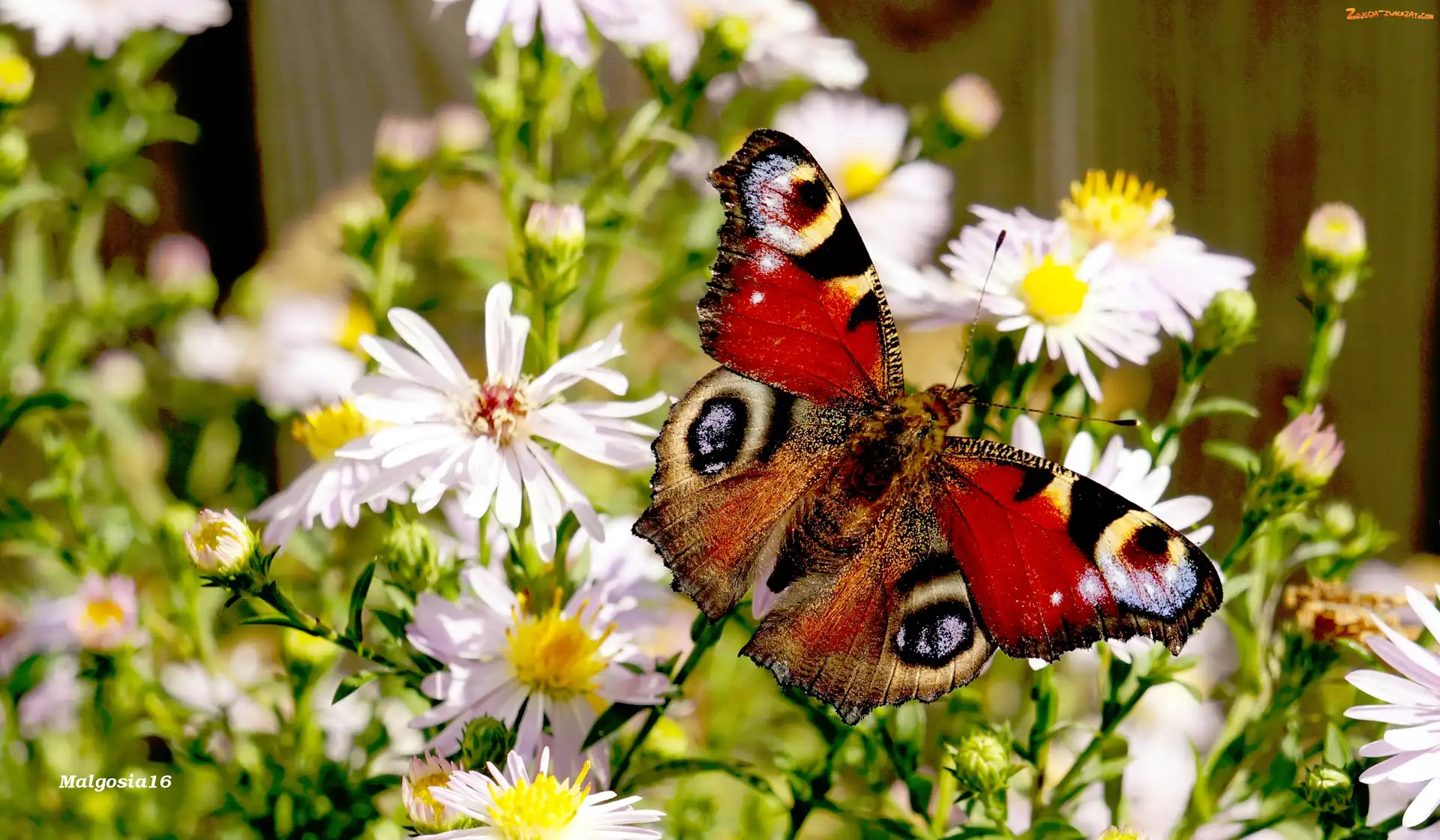 Rusałka pawik, Motyl, Astry, Kwiaty, Kolorowy