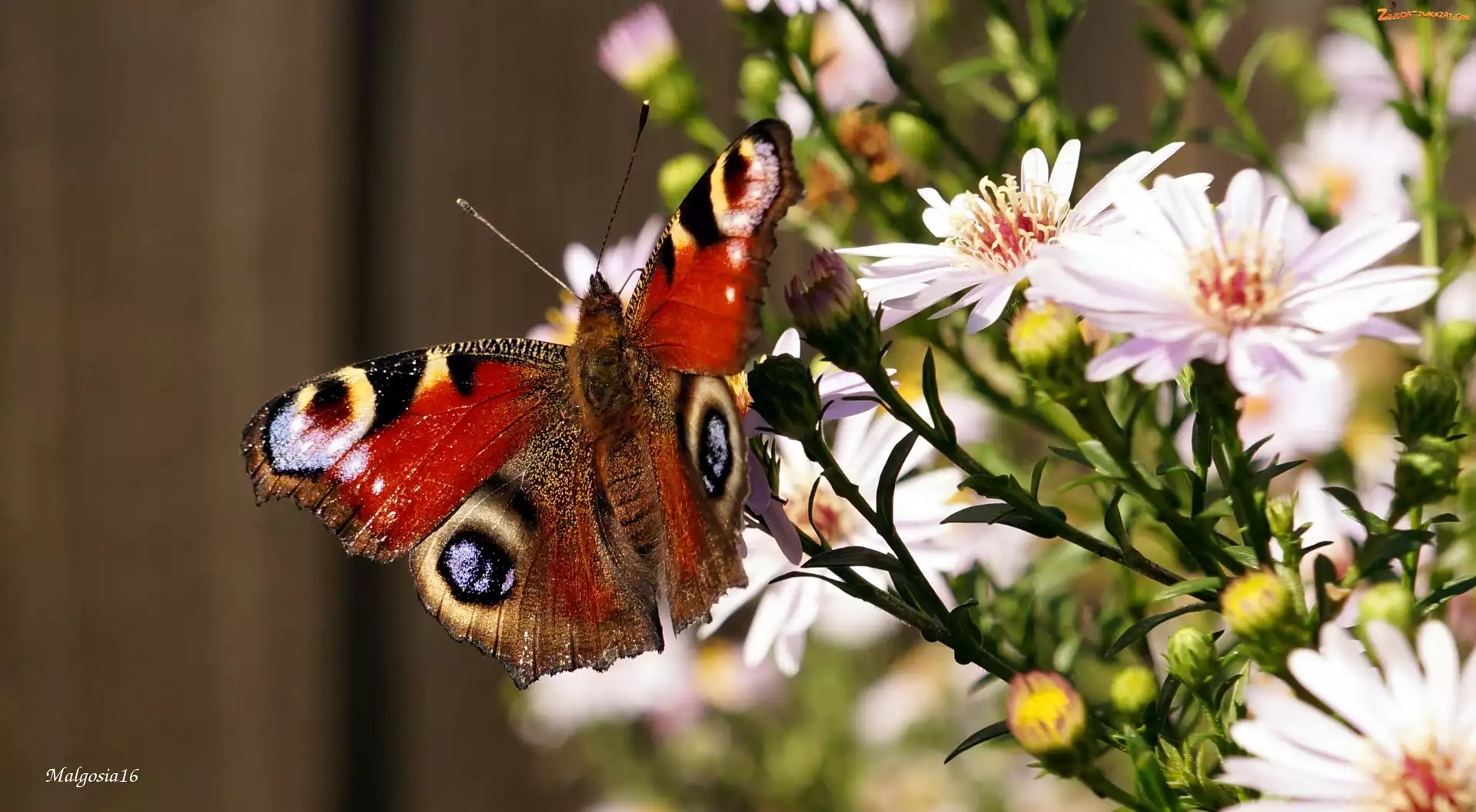 Rusałka pawik, Motyl, Astry, Kwiaty, Kolorowy