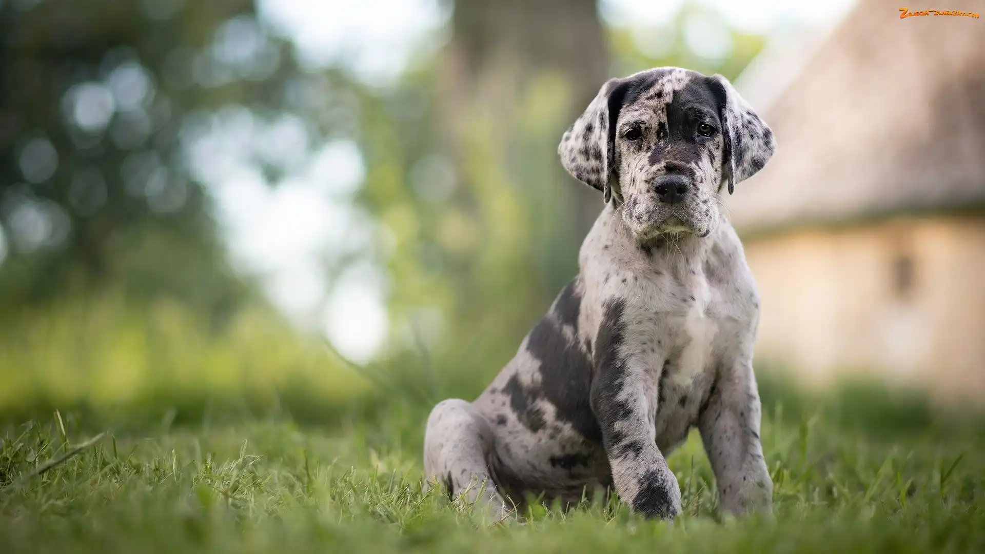 Trawa, Łatki, Szczeniak, Pies, Catahoula leopard dog