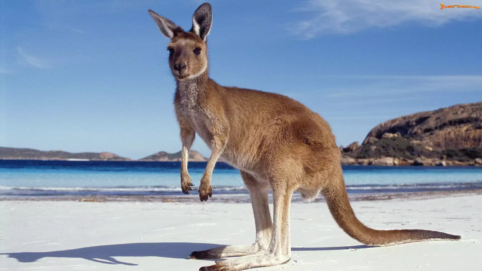 Australia, Góry, Morze, Kangur, Plaża