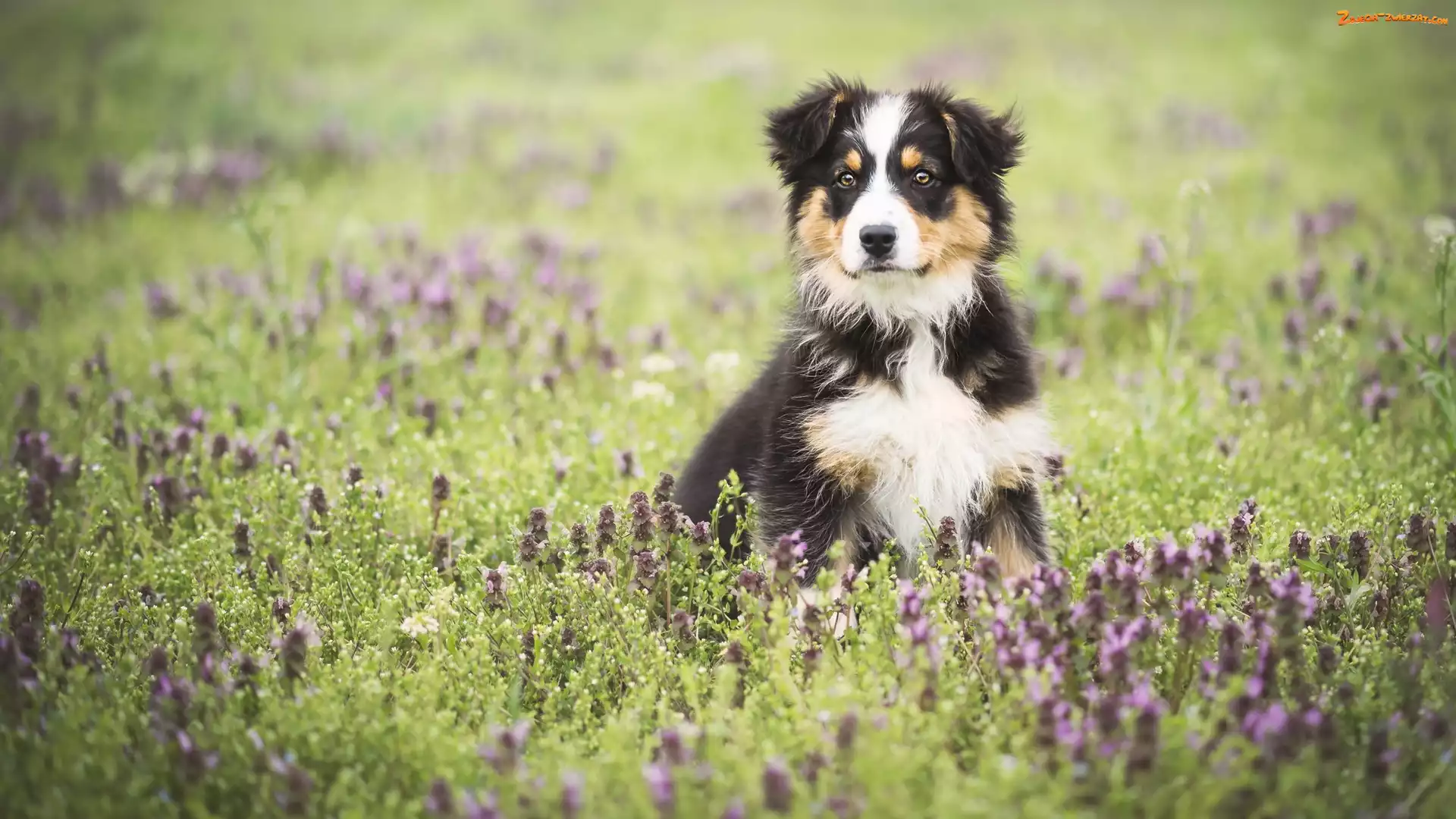Australian shepherd, Łąka, Owczarek australijski, Szczeniak