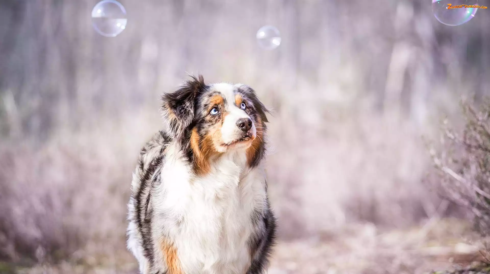 Australian shepherd, Bańki, Owczarek australijski, Spojrzenie