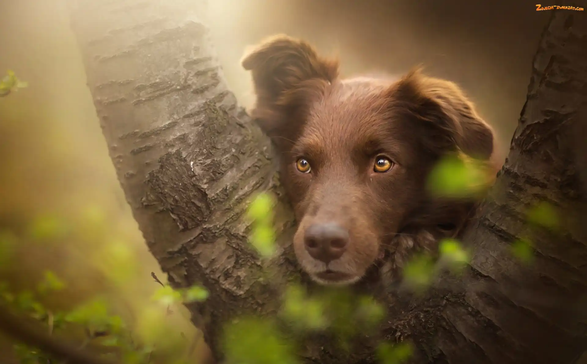 Australian shepherd, Drzewo, Owczarek australijski, Mordka