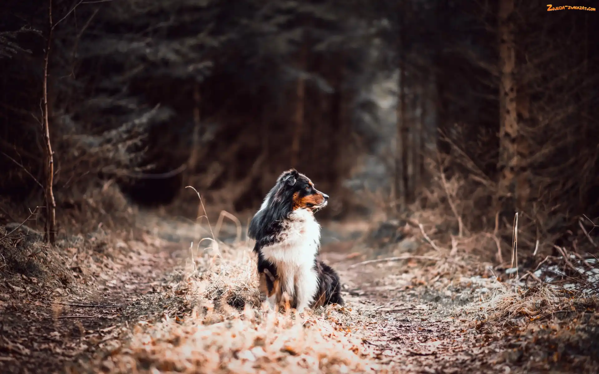 Australian shepherd, Las, Owczarek australijski, Droga