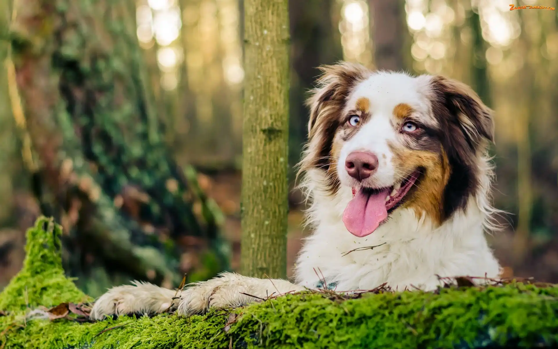Australian shepherd, Las, Owczarek australijski, Język