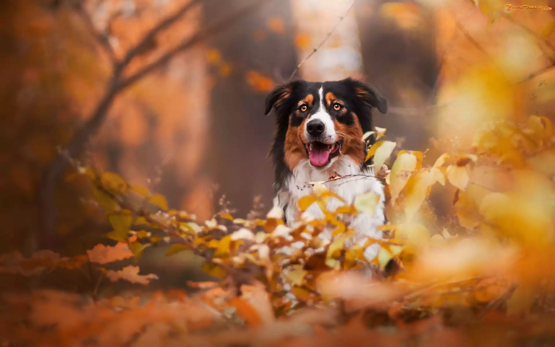 Australian shepherd, Liście, Owczarek australijski, Gałęzie