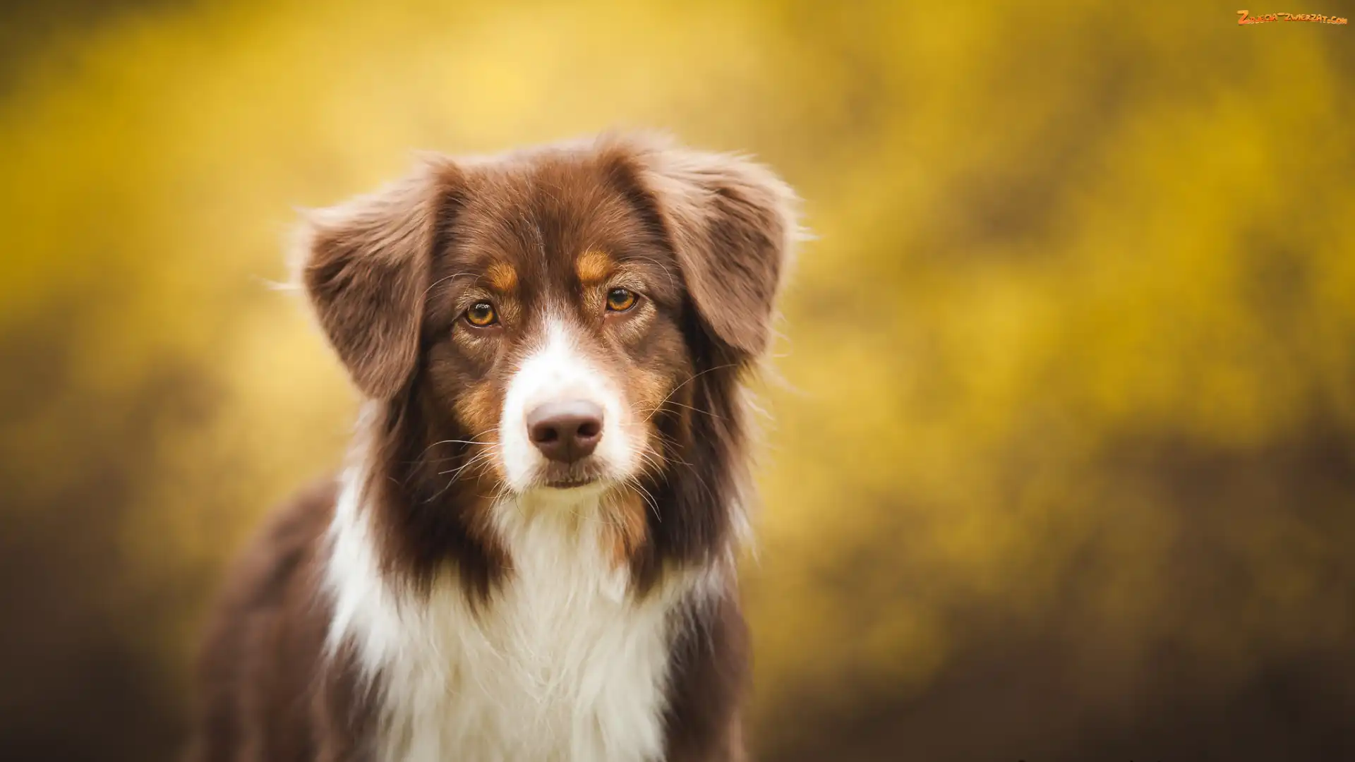 Australian shepherd, Mordka, Owczarek australijski, Sylwetka