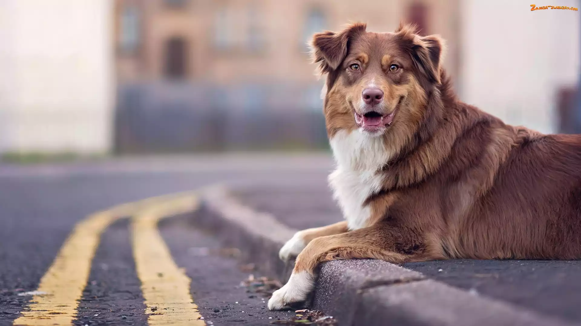 Australian shepherd, Ulica, Owczarek australijski, Chodnik