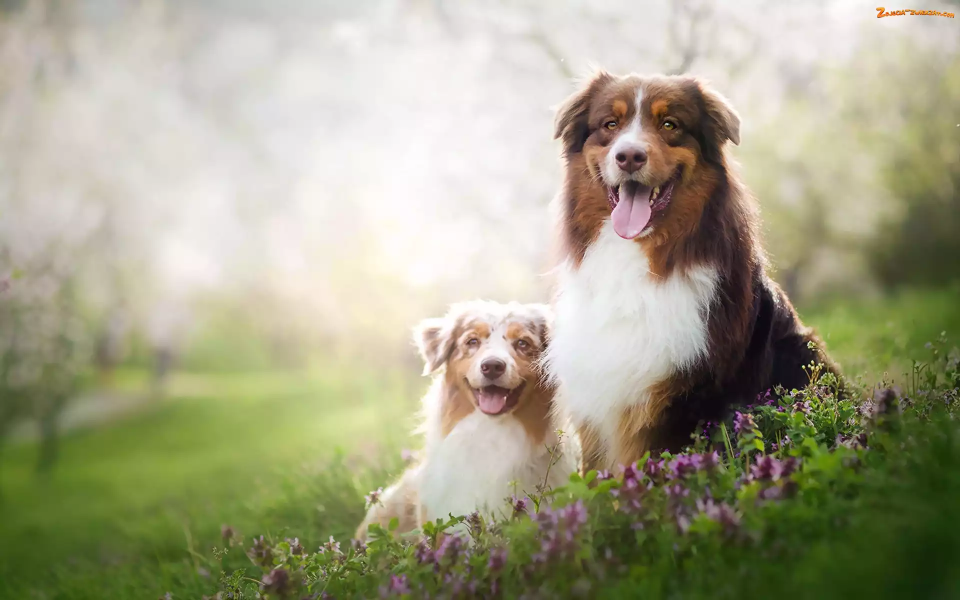 Australian Shepherd, Kwiaty, Owczarki australijskie, Łąka