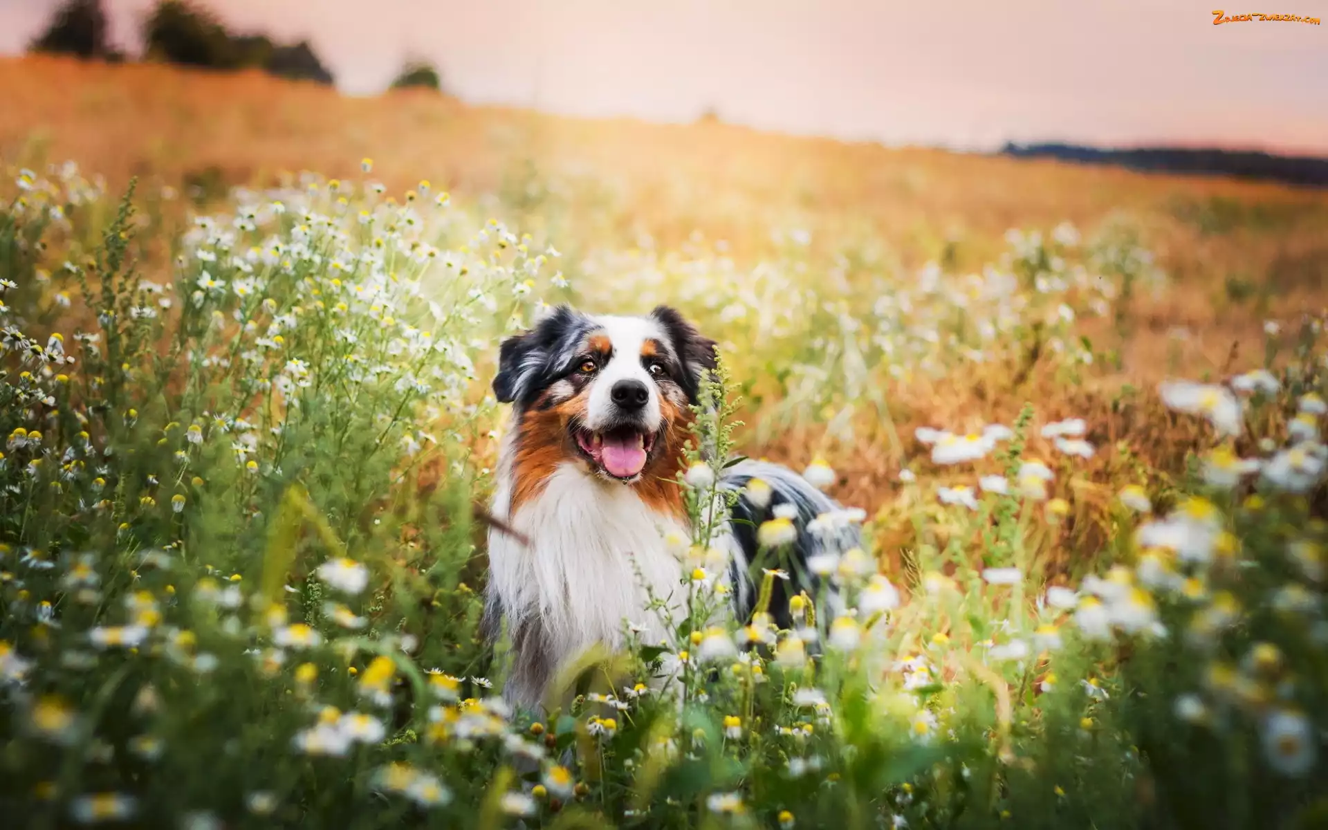 Łąka, Owczarek australijski, Australian shepherd
