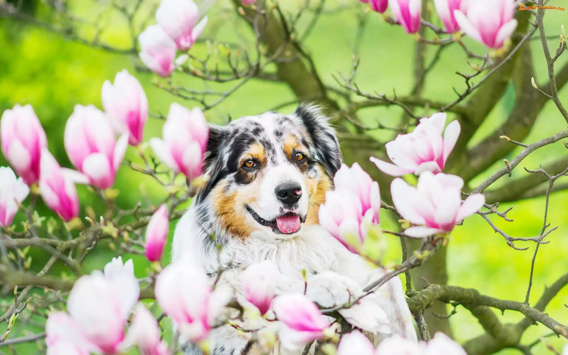Australian shepherd, Magnolia, Owczarek australijski