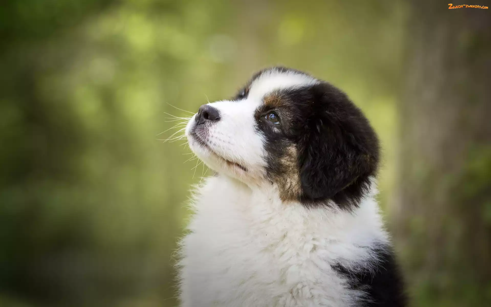 Australian shepherd, Szczeniak, Owczarek australijski
