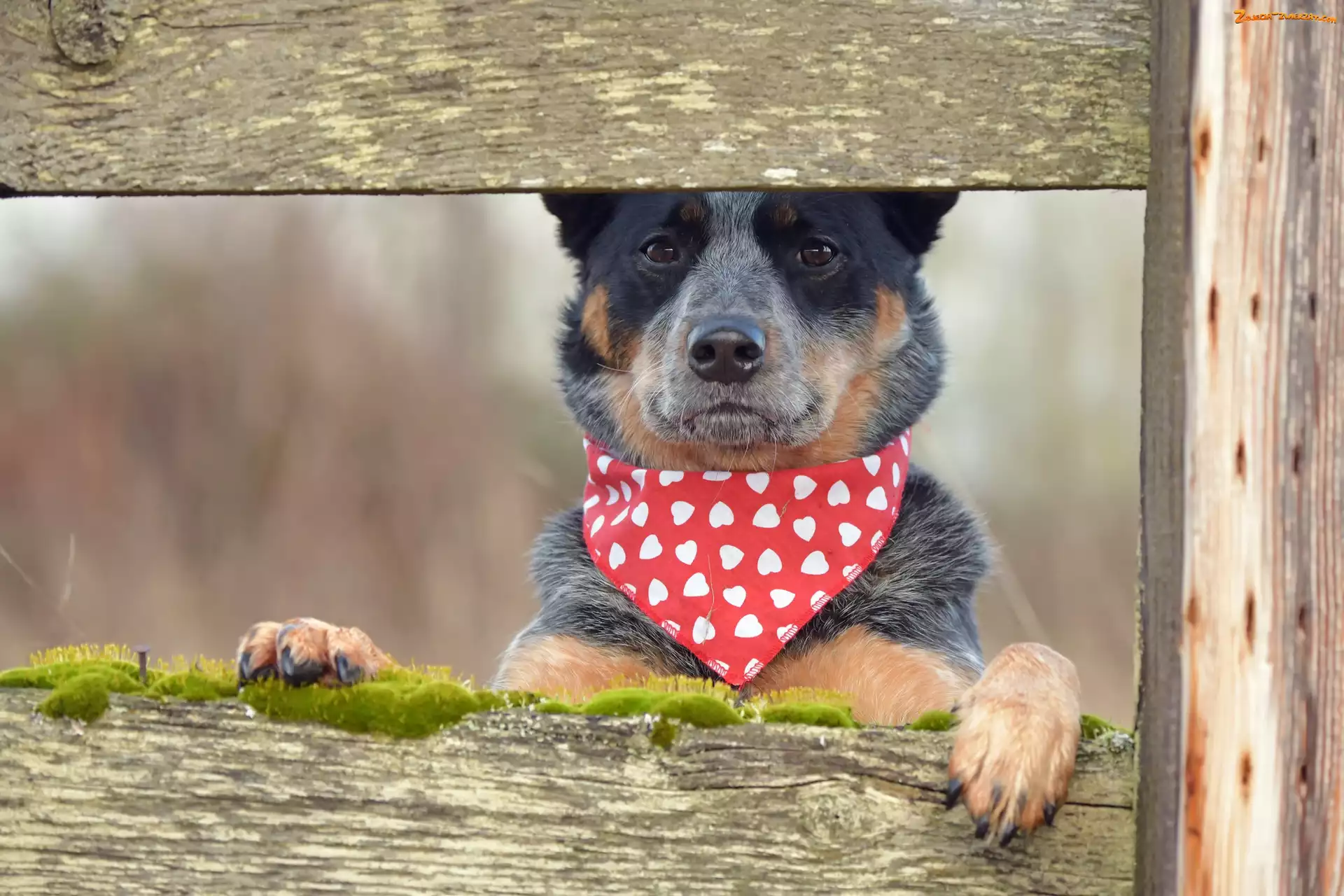 Australian Cattle Dog, Deski, Pies, Chustka