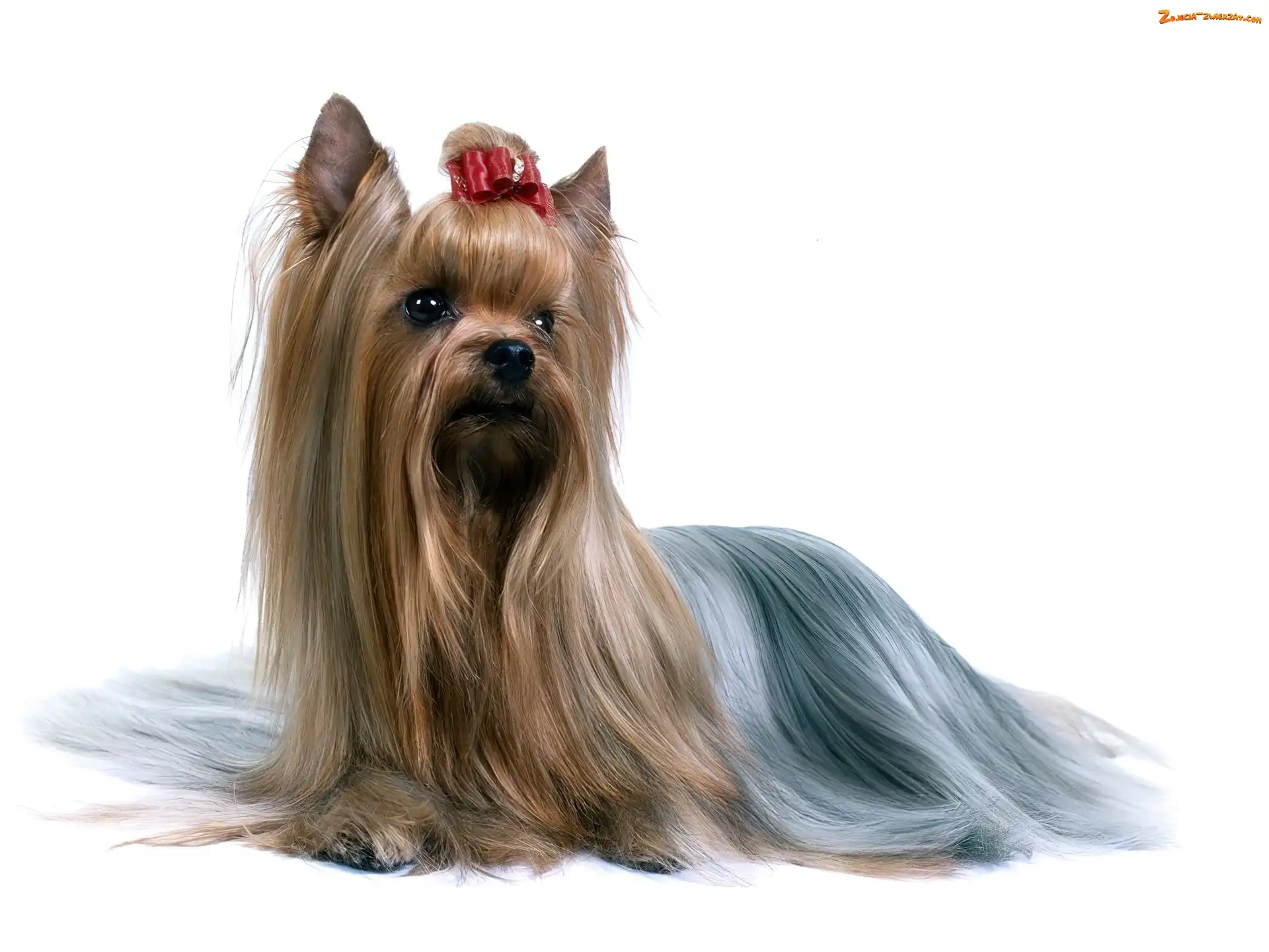 Australian Silky Terrier, kokardka, Słodki, czerwona