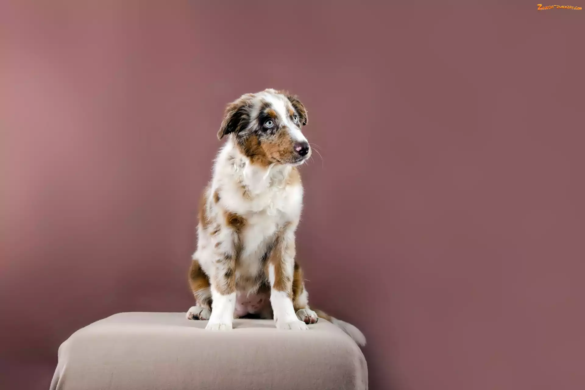 Owczarek australijski-australian shepherd